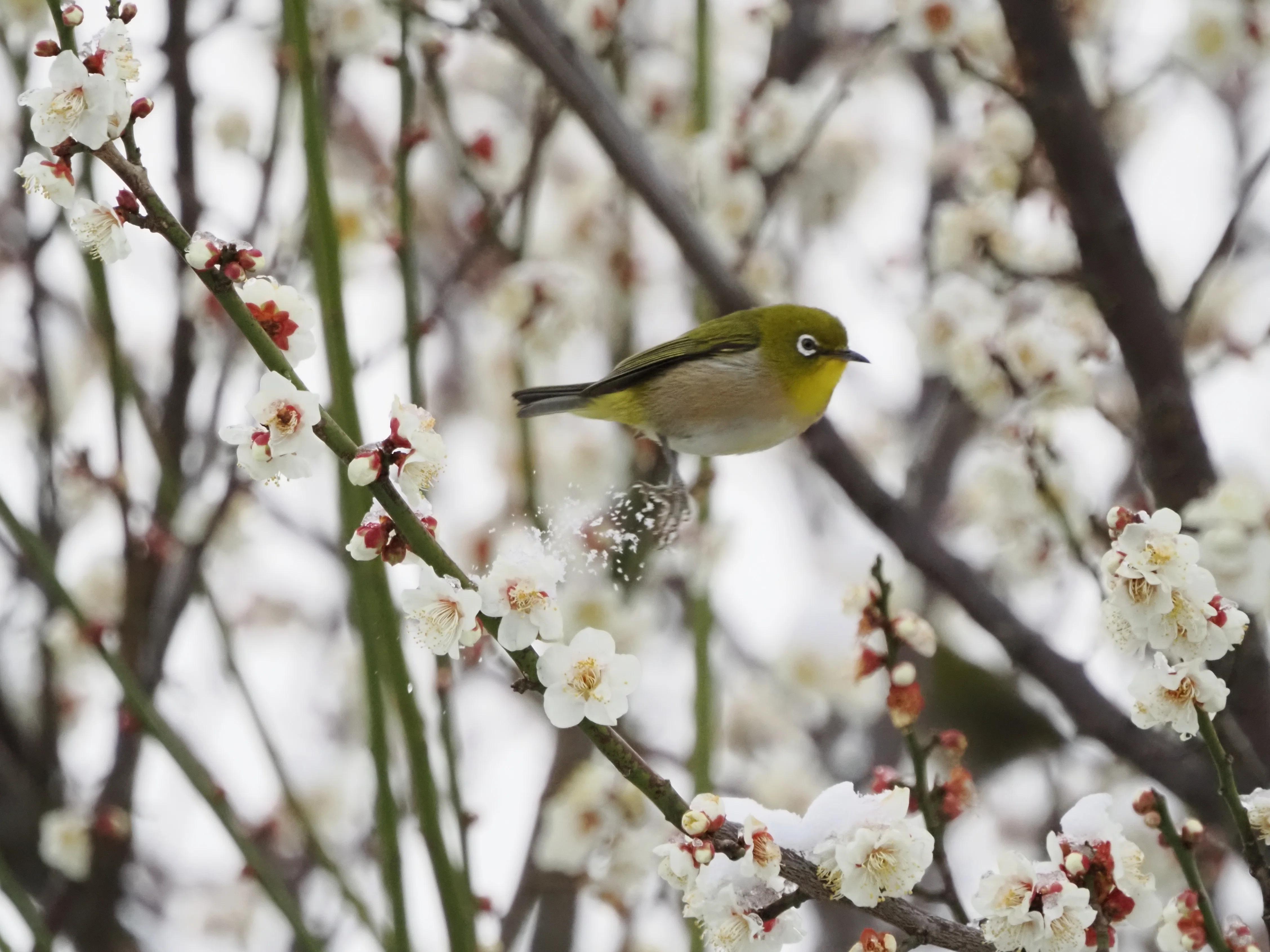 雪だ！野鳥を撮りにいこう！【OM-1 Mark II + 100-400mm II 実写