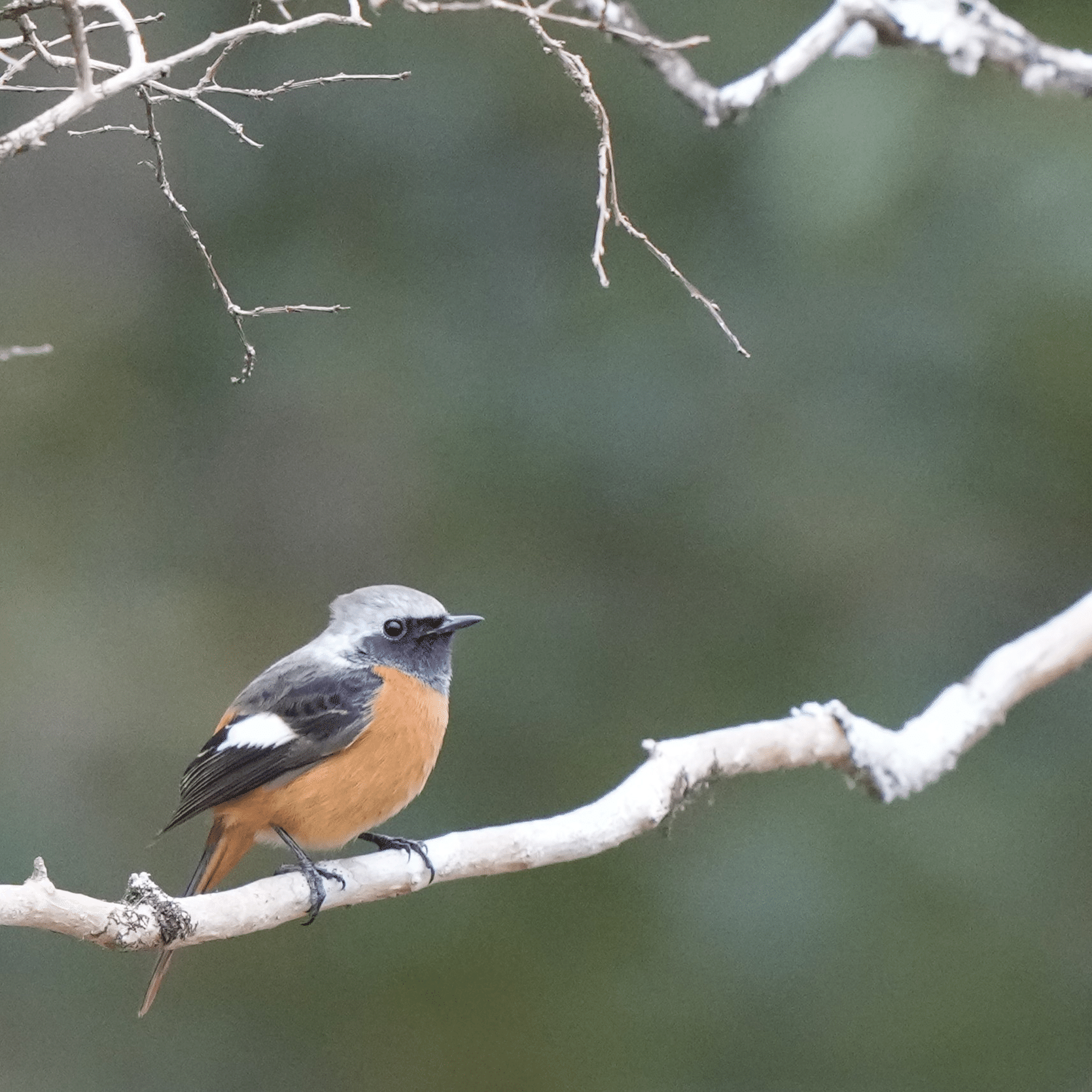 野鳥】2026-2 20260207｜Chacoder