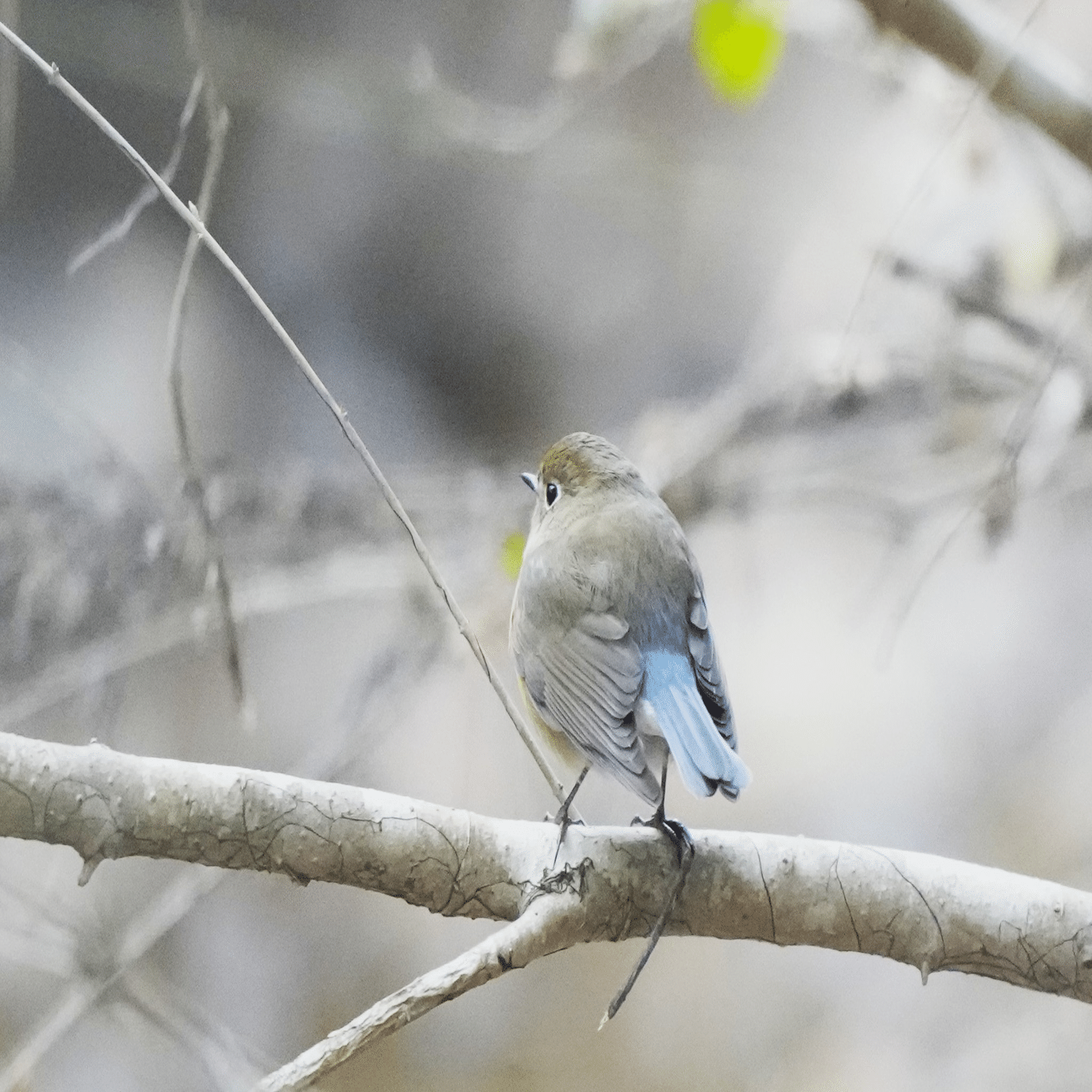 野鳥】2026-2 20260207｜Chacoder