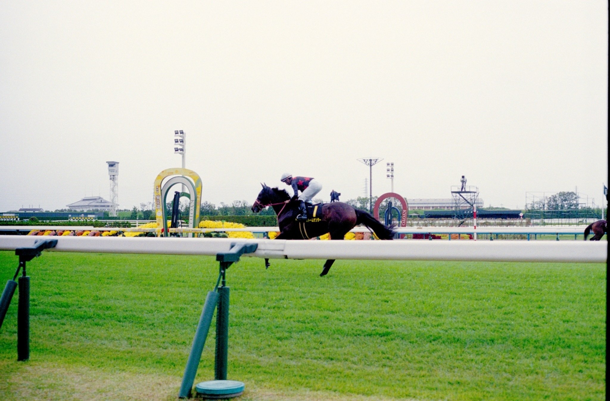 競馬写真集①（2025年10月〜11月）｜ななしの緑