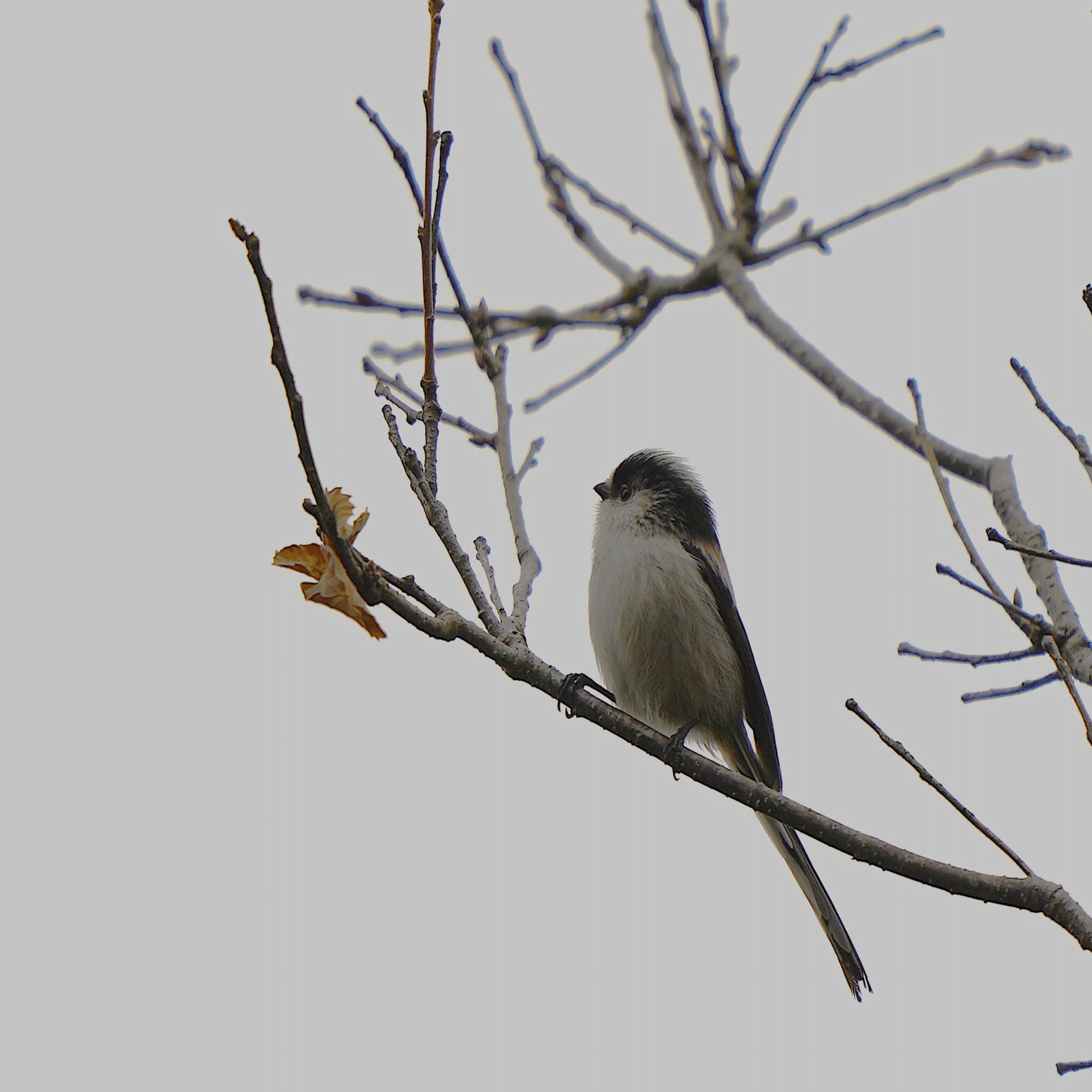 野鳥】2026-2 20260207｜Chacoder