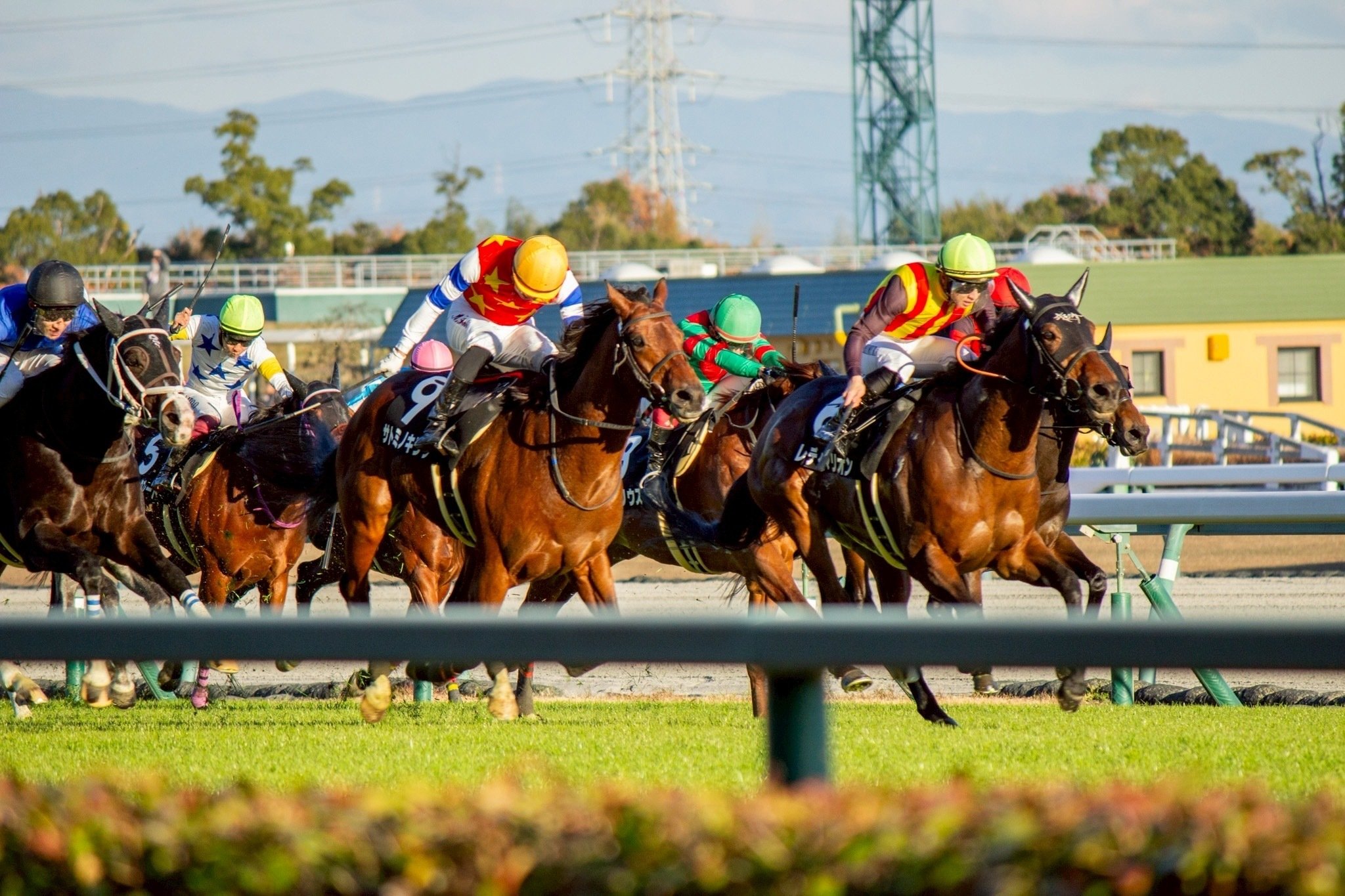 競馬写真集②（2025年12月前半）｜ななしの緑