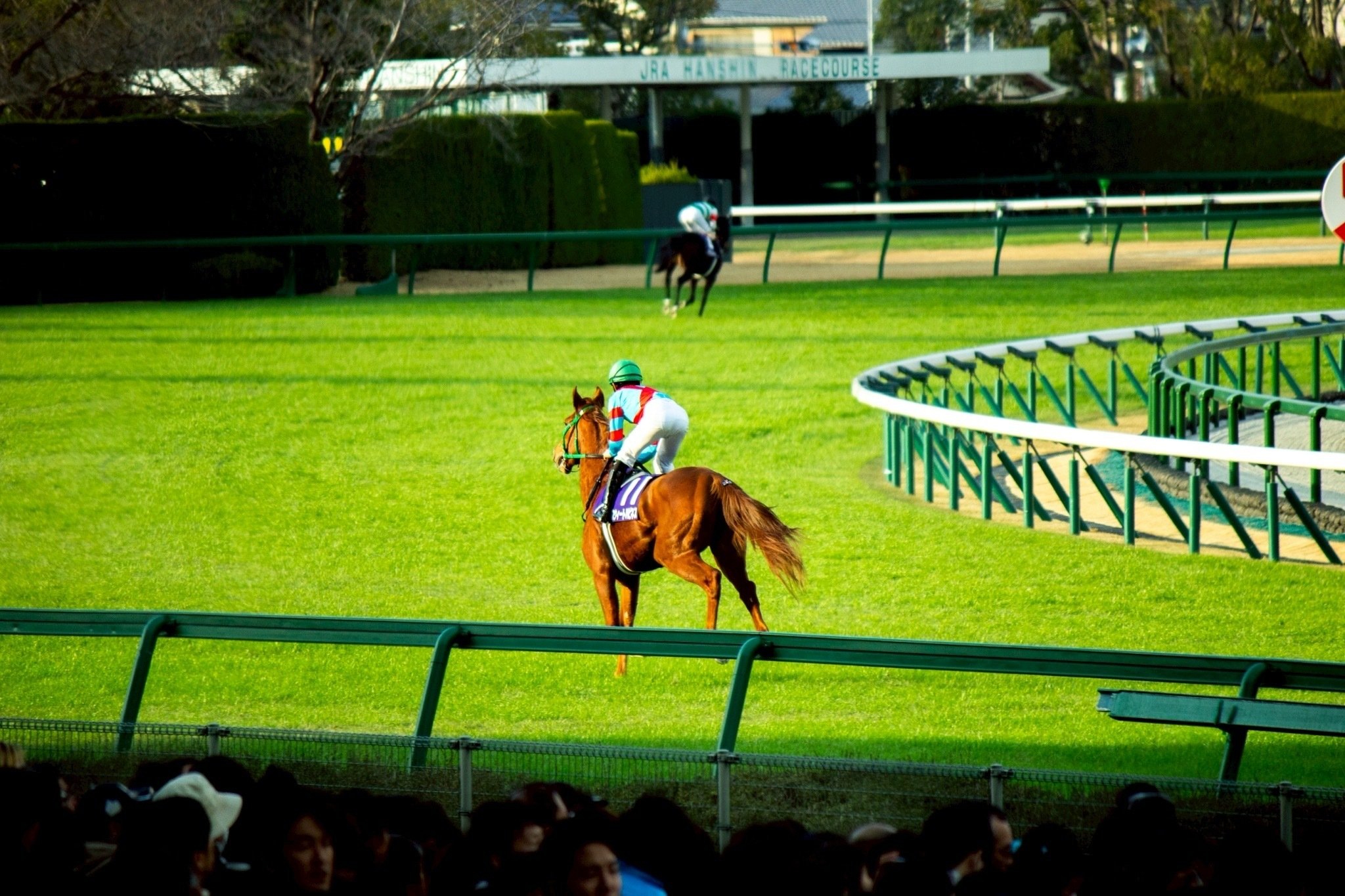 競馬写真集②（2025年12月前半）｜ななしの緑