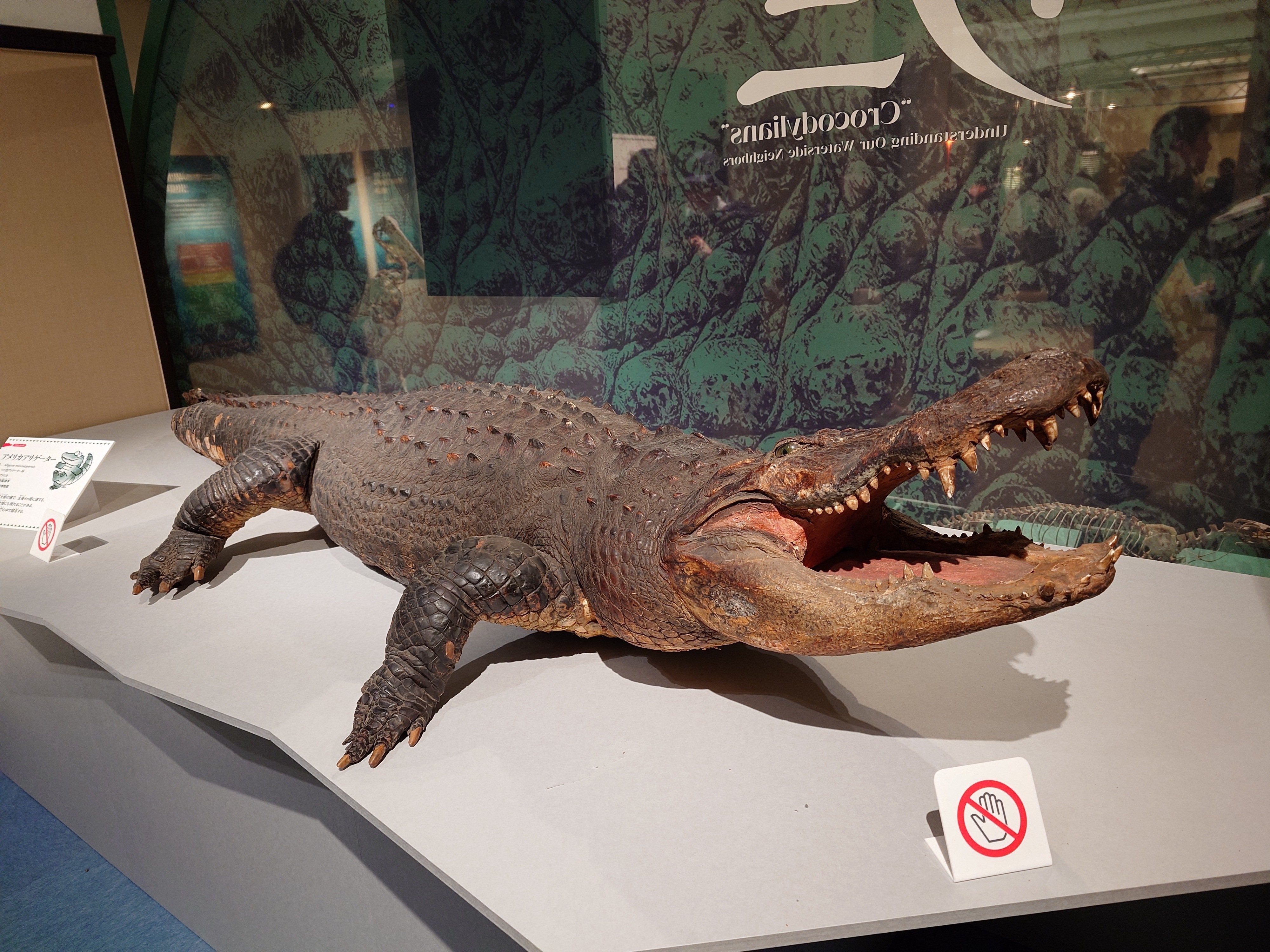 大絶滅展と企画展「ワニ」｜高峰 椿