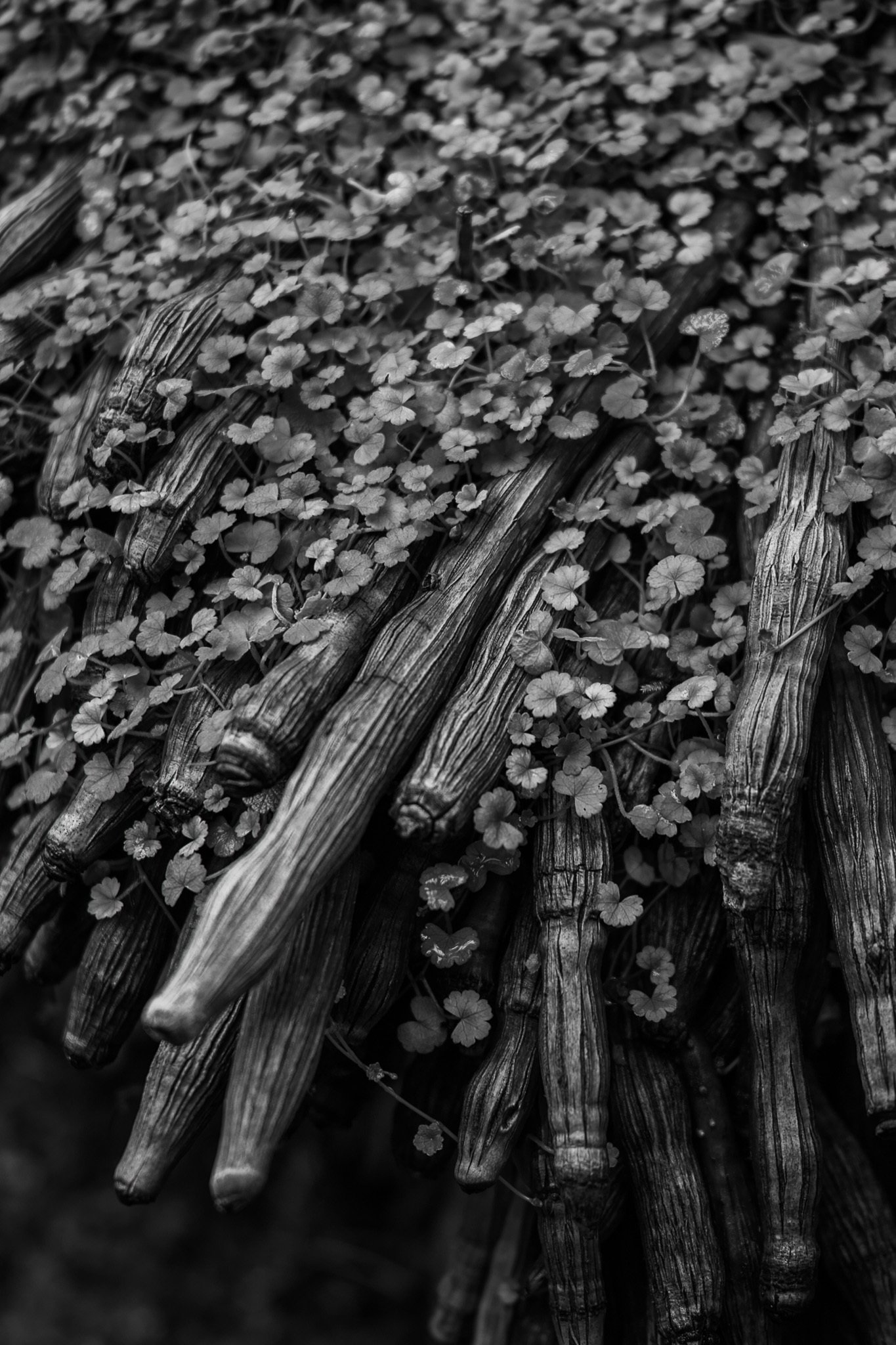 Foveonセンサーの魔力 - SIGMA DP2 merrill｜ももねこ / DUCK WORKS