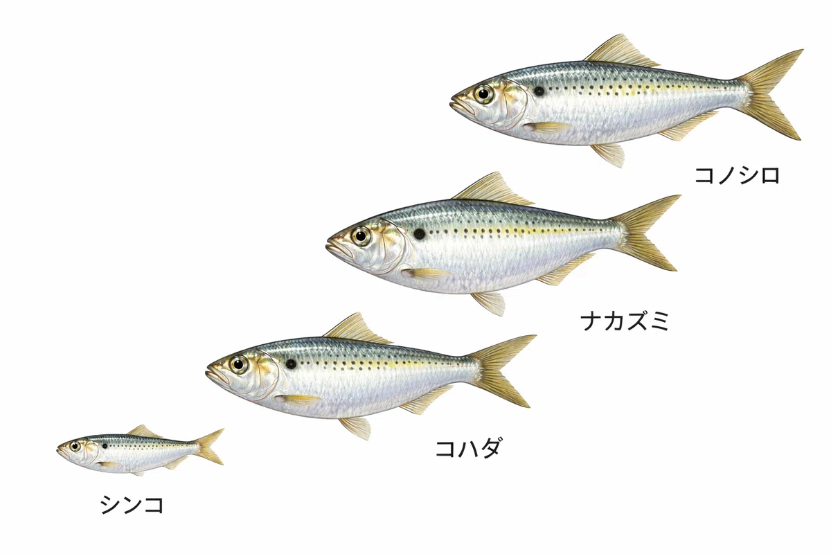 コノシロのトリビア｜黒ザクラ