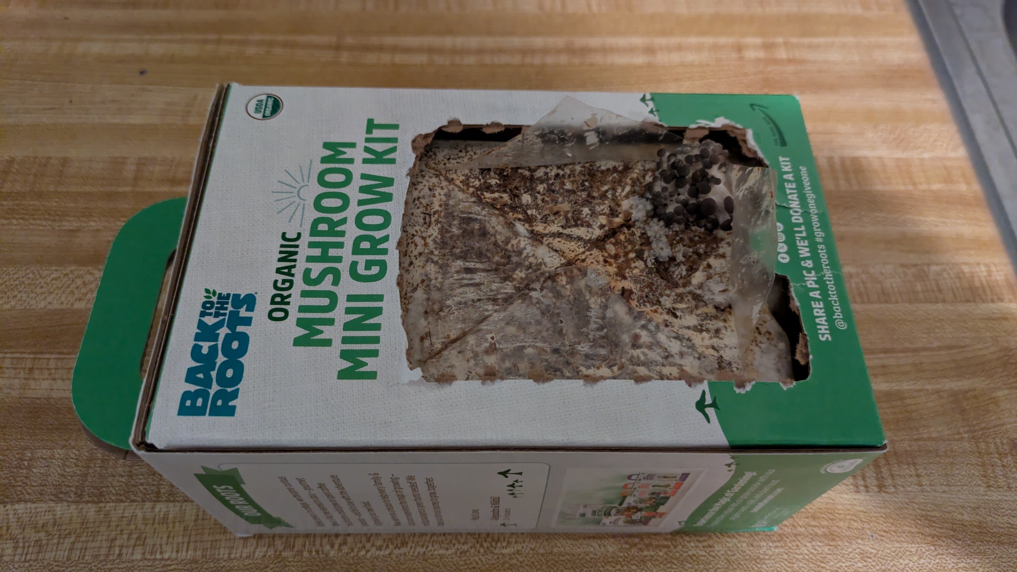 2026.2.11｜きのこ第二弾成功｜Albany, CA Life ログ