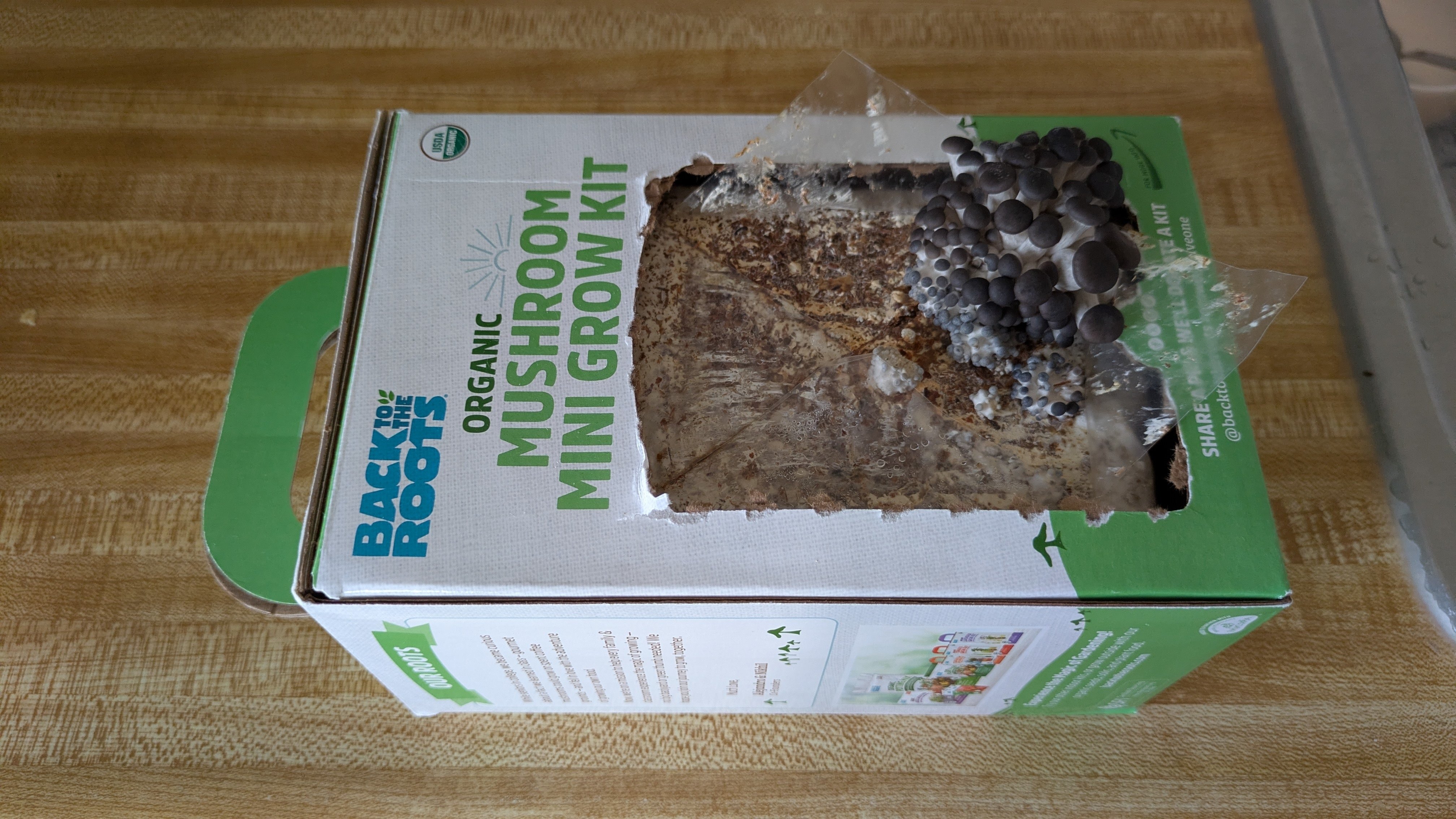 2026.2.11｜きのこ第二弾成功｜Albany, CA Life ログ