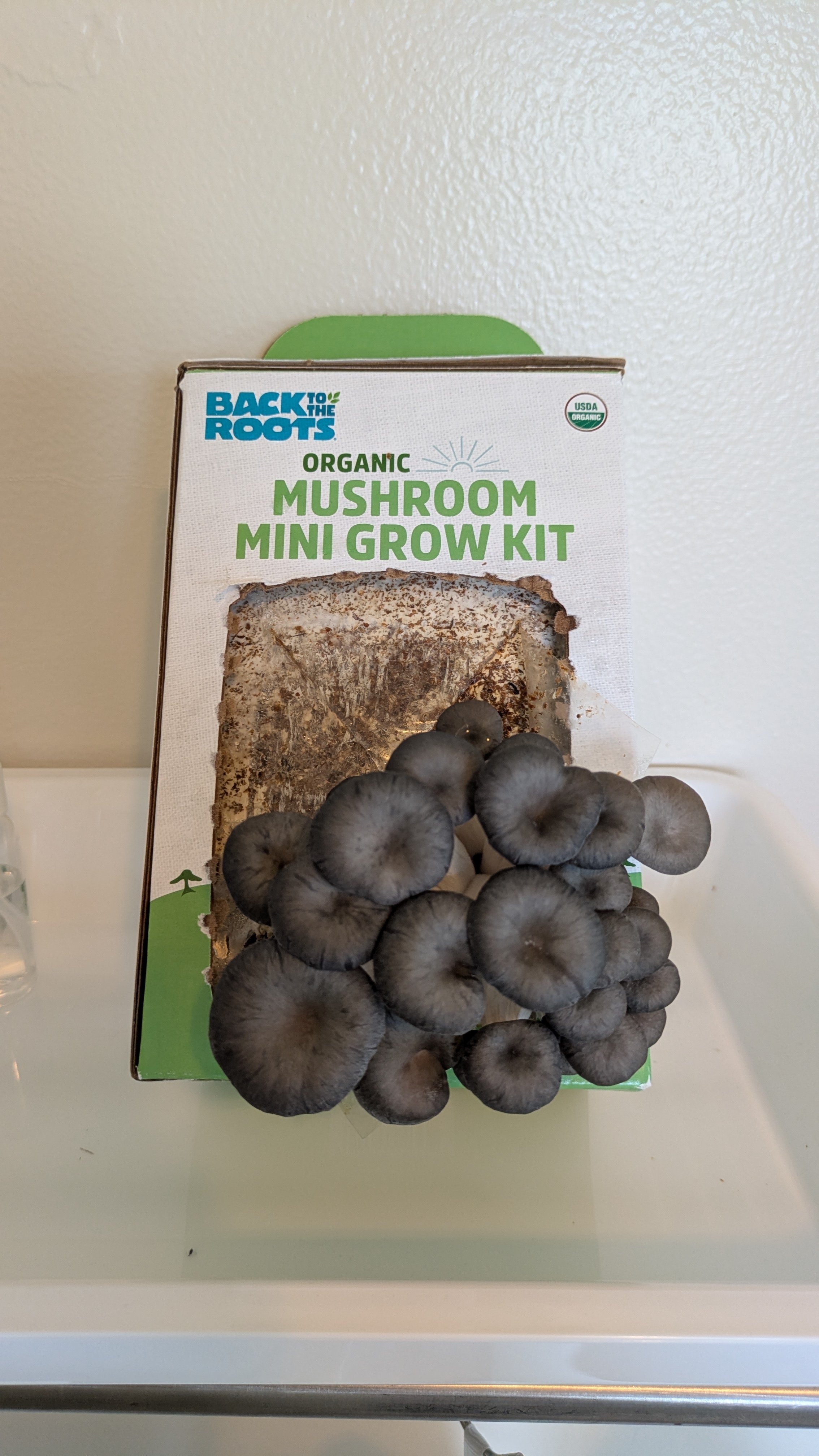 2026.2.11｜きのこ第二弾成功｜Albany, CA Life ログ