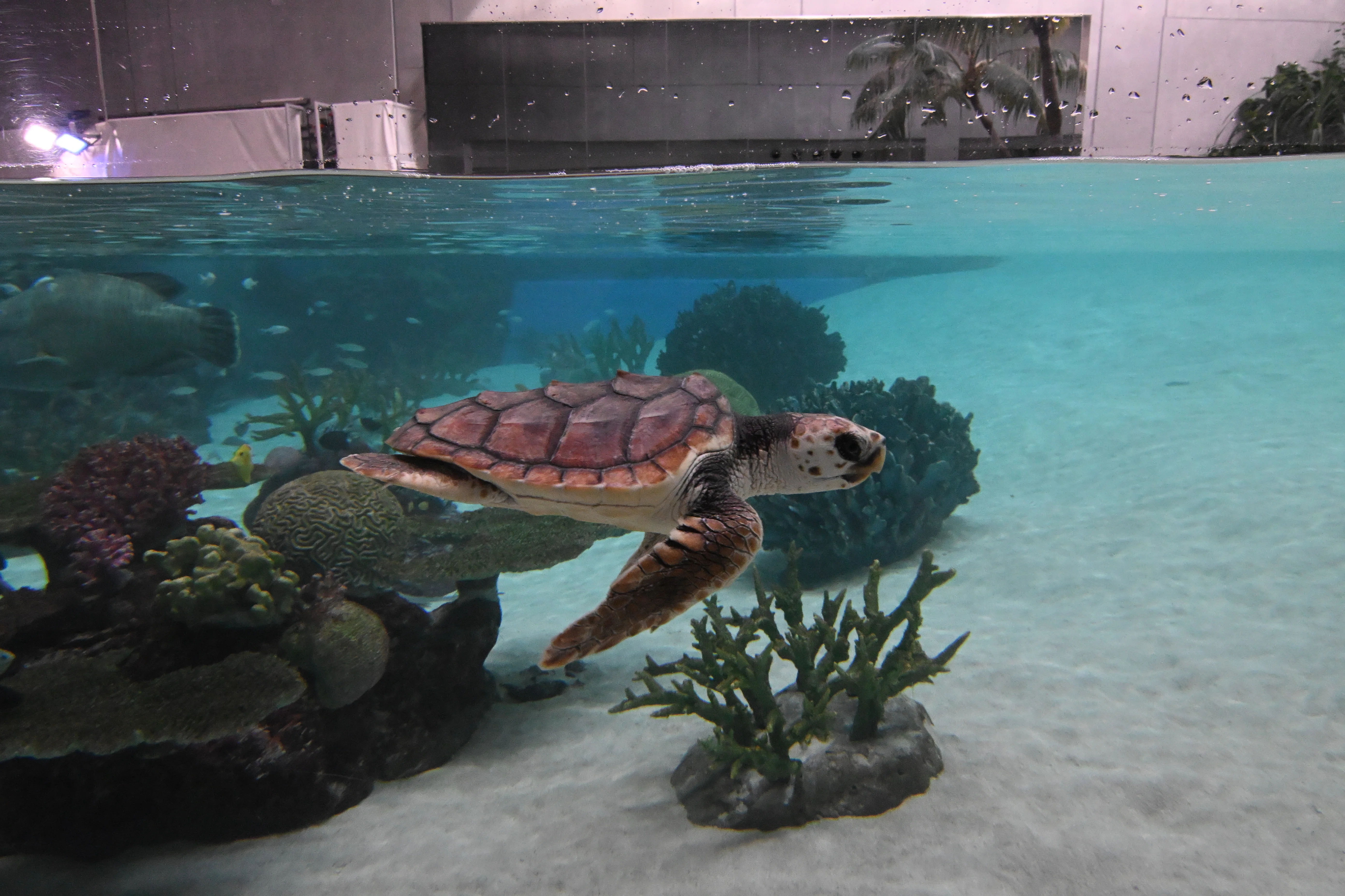 20260210_神戸須磨シーワールド【Nikon Z50IIと水族館】｜山ネズミ