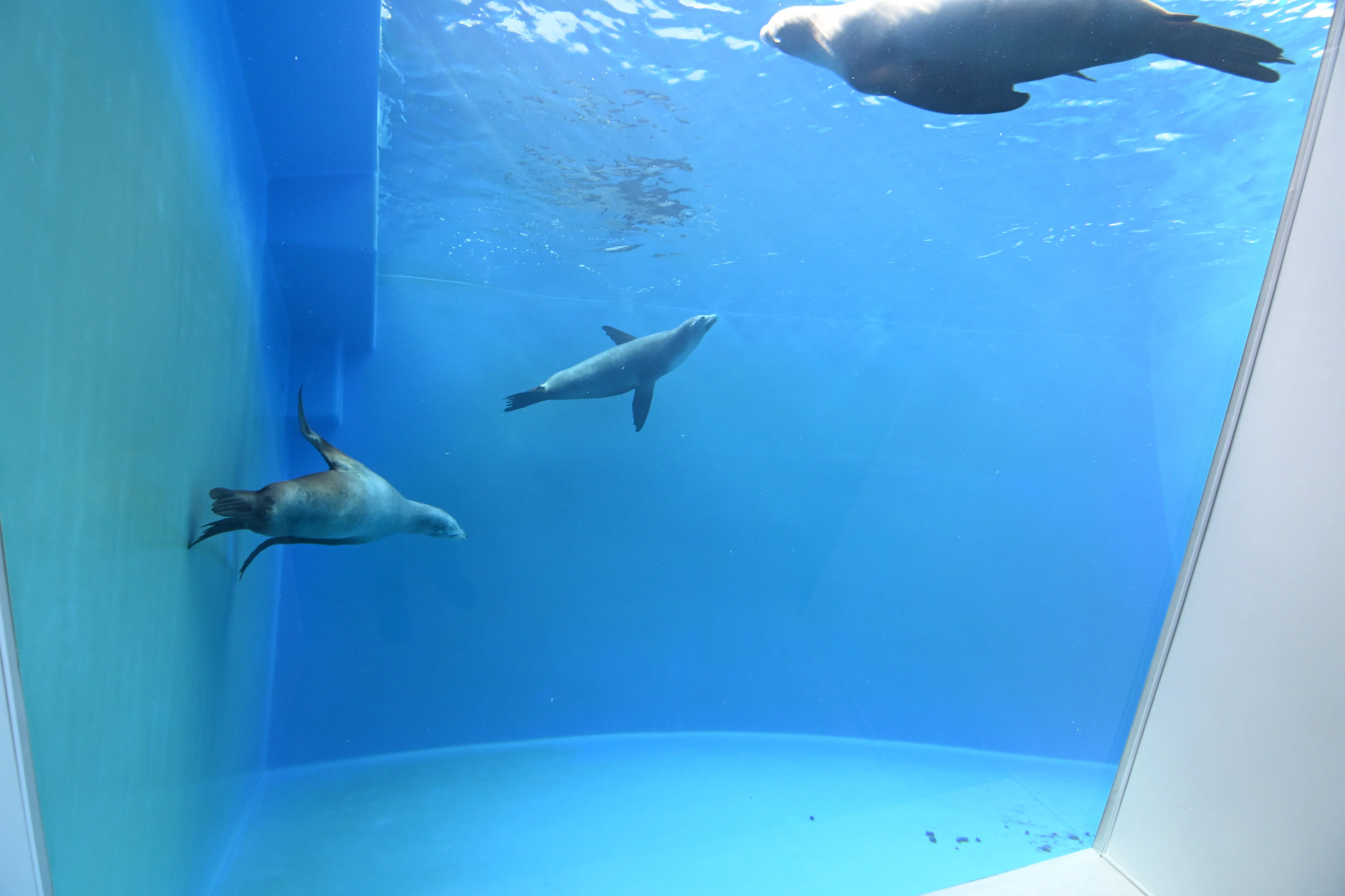 20260210_神戸須磨シーワールド【Nikon Z50IIと水族館】｜山ネズミ