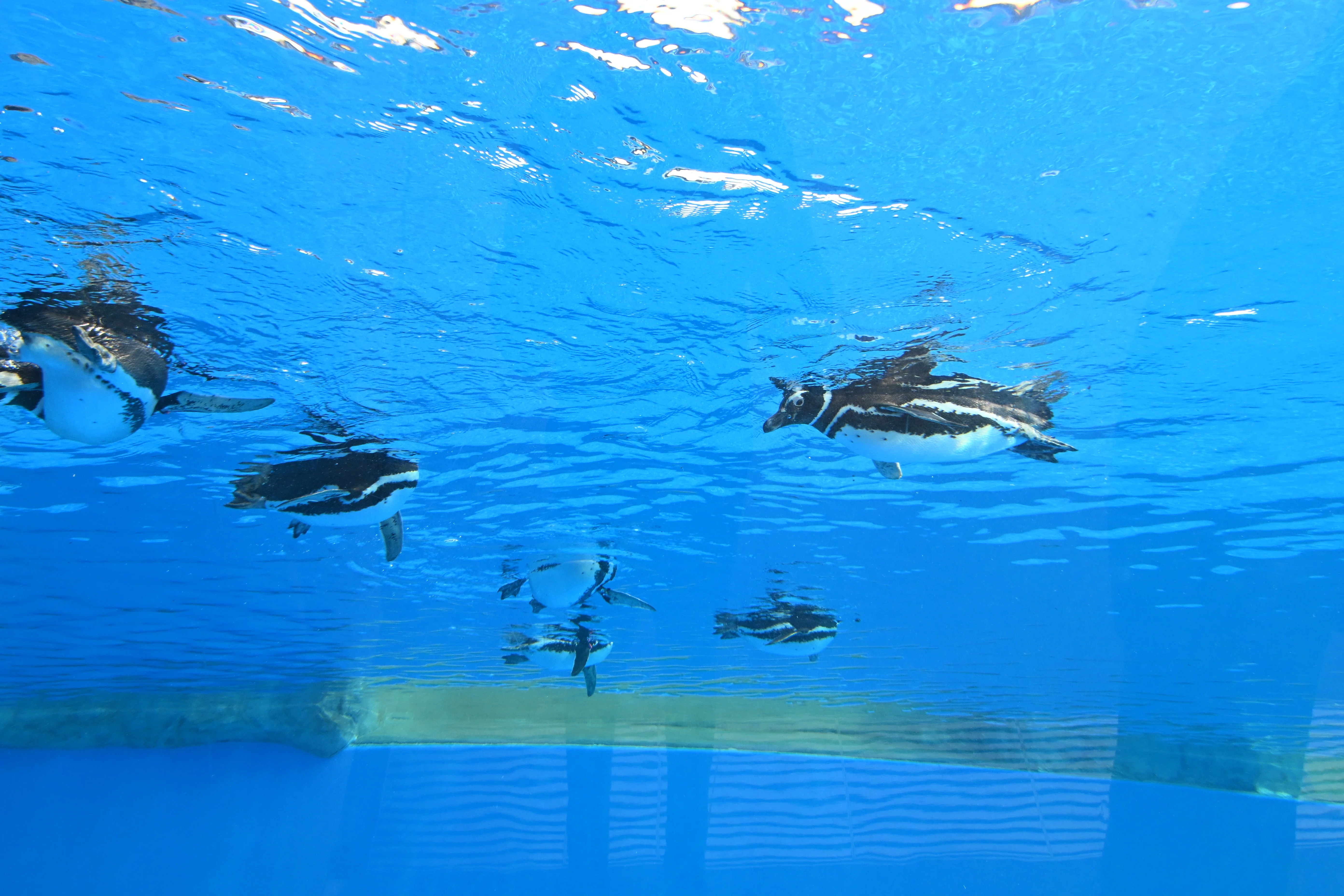 20260210_神戸須磨シーワールド【Nikon Z50IIと水族館】｜山ネズミ