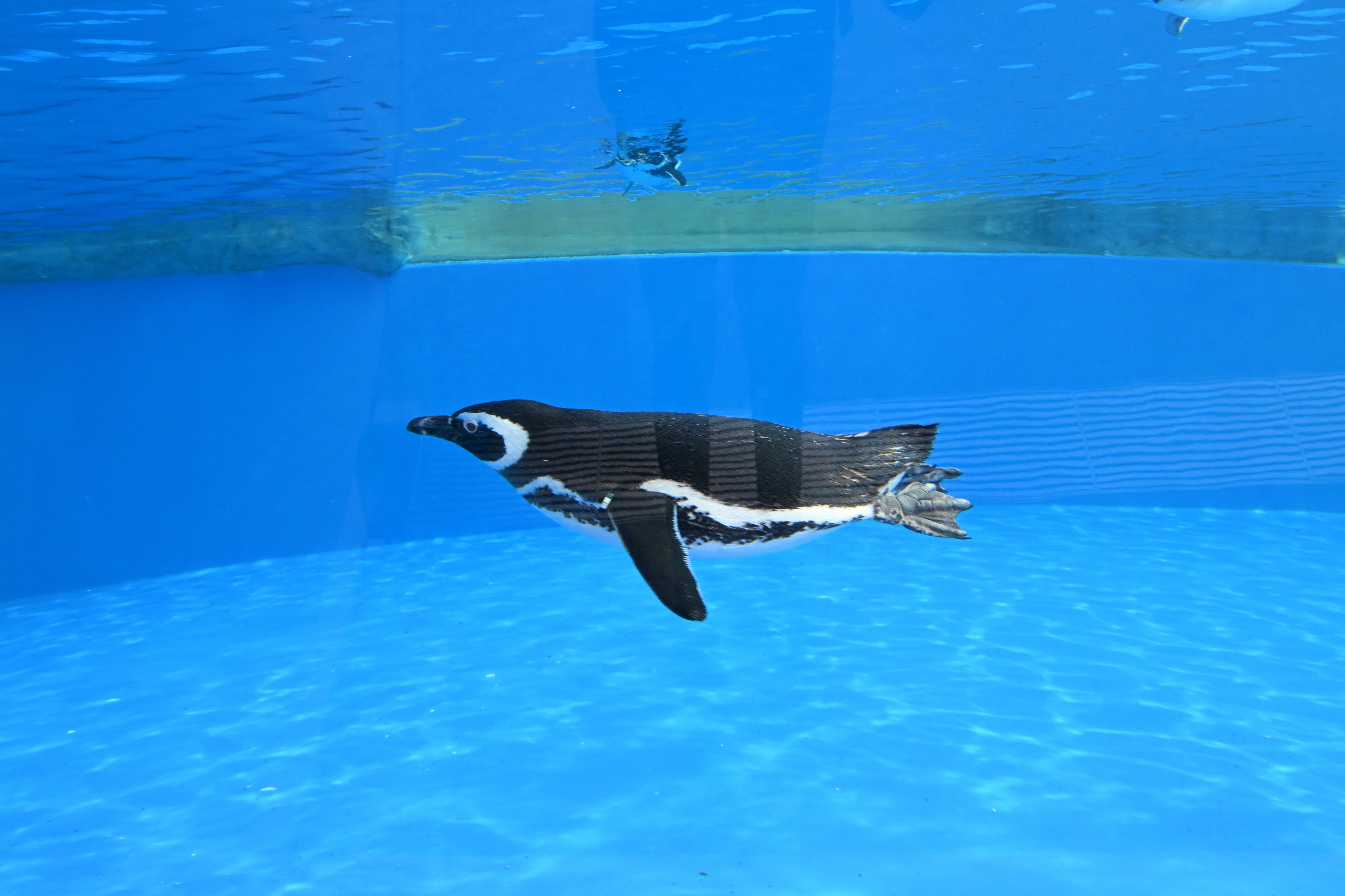 20260210_神戸須磨シーワールド【Nikon Z50IIと水族館】｜山ネズミ