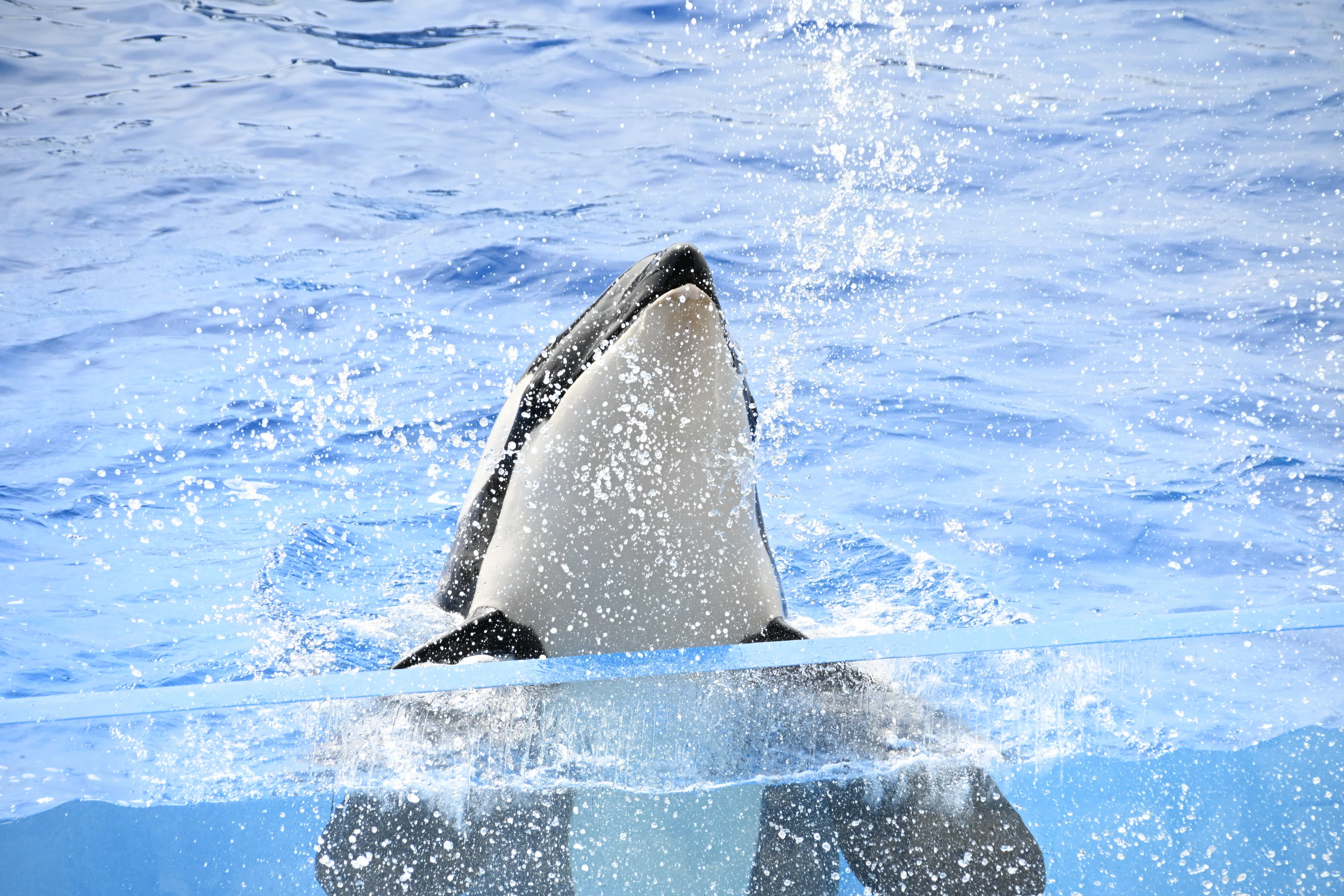20260210_神戸須磨シーワールド【Nikon Z50IIと水族館】｜山ネズミ