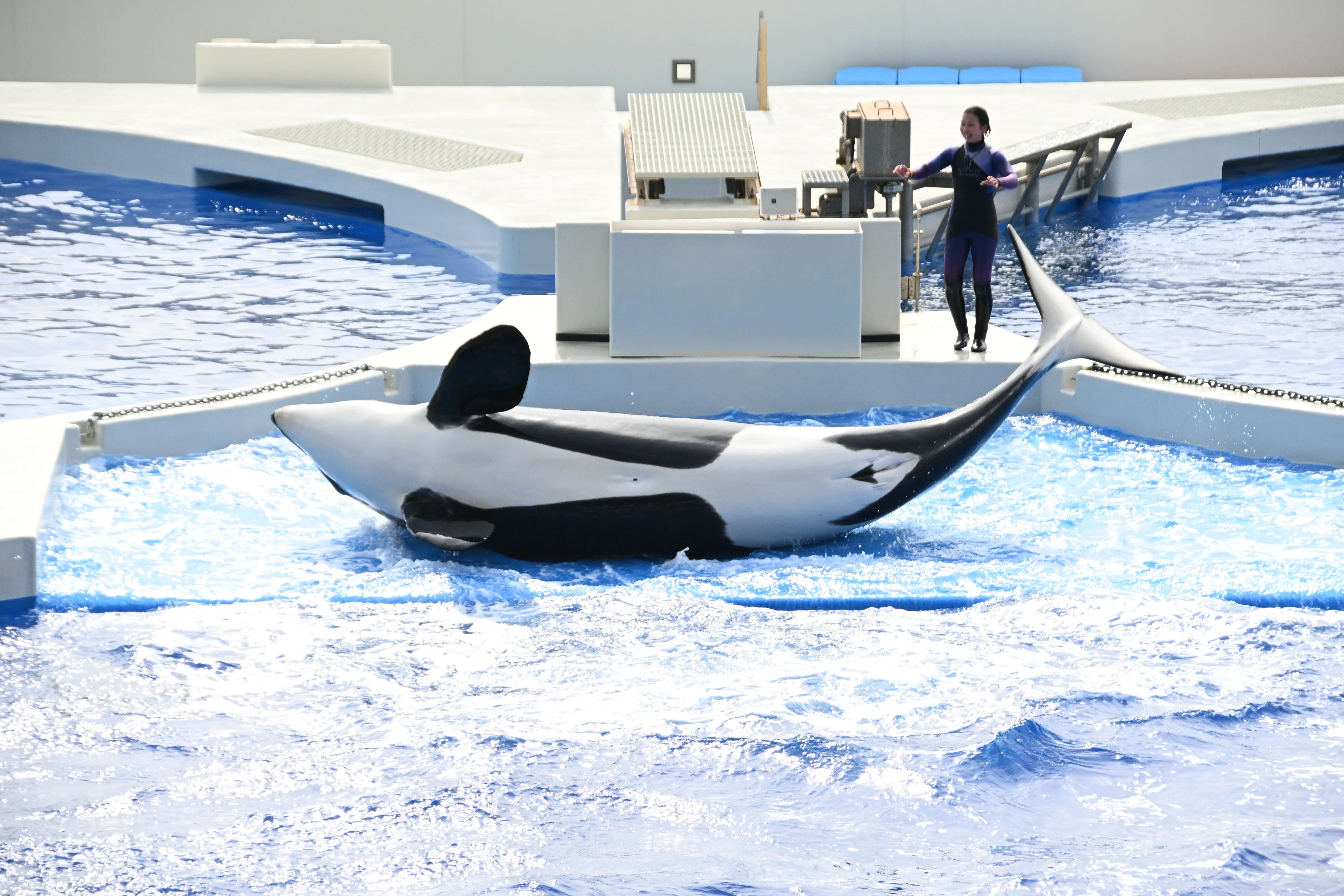 20260210_神戸須磨シーワールド【Nikon Z50IIと水族館】｜山ネズミ