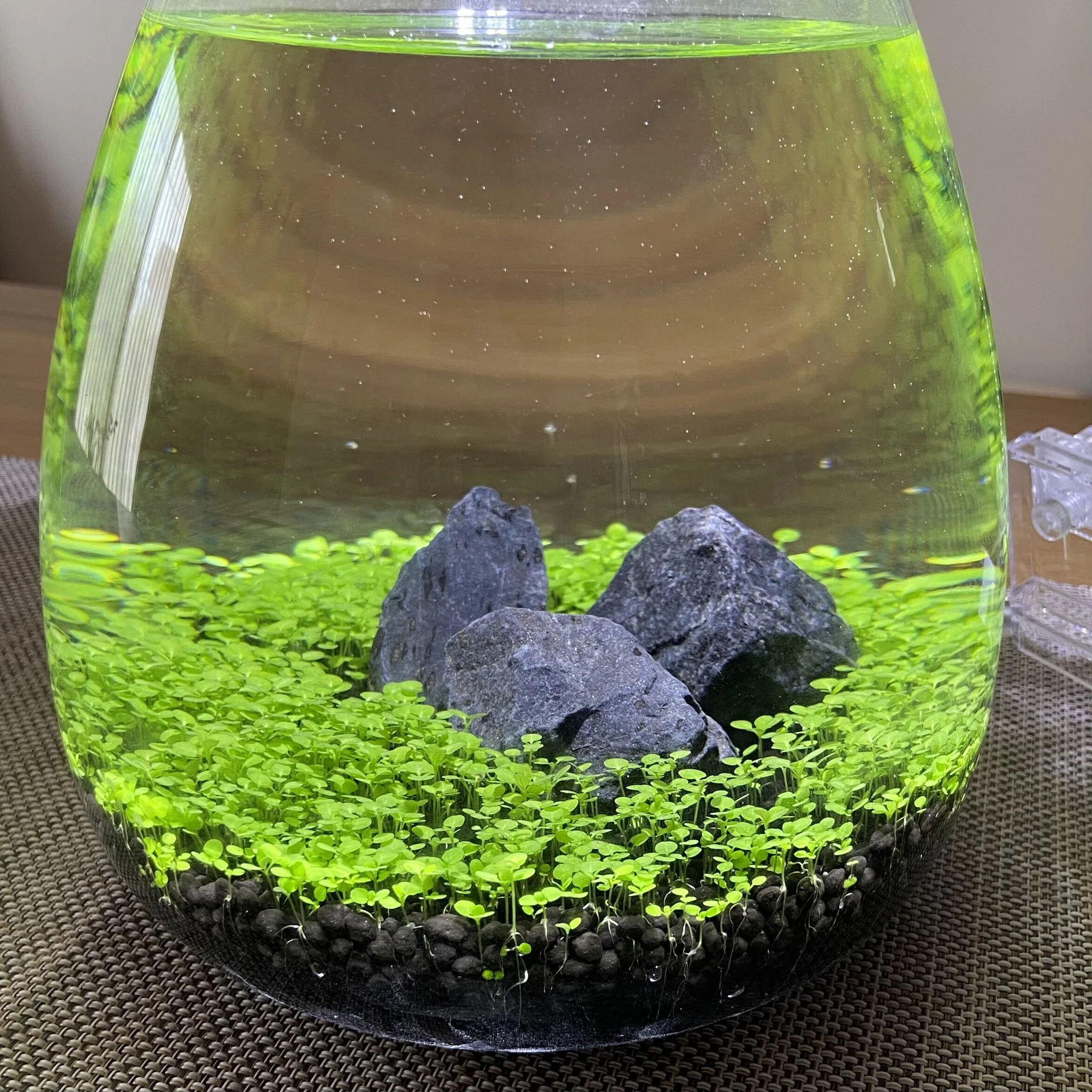 アクアリウム】初心者でも大丈夫。ボトルアクアの始め方。｜たけのこ 