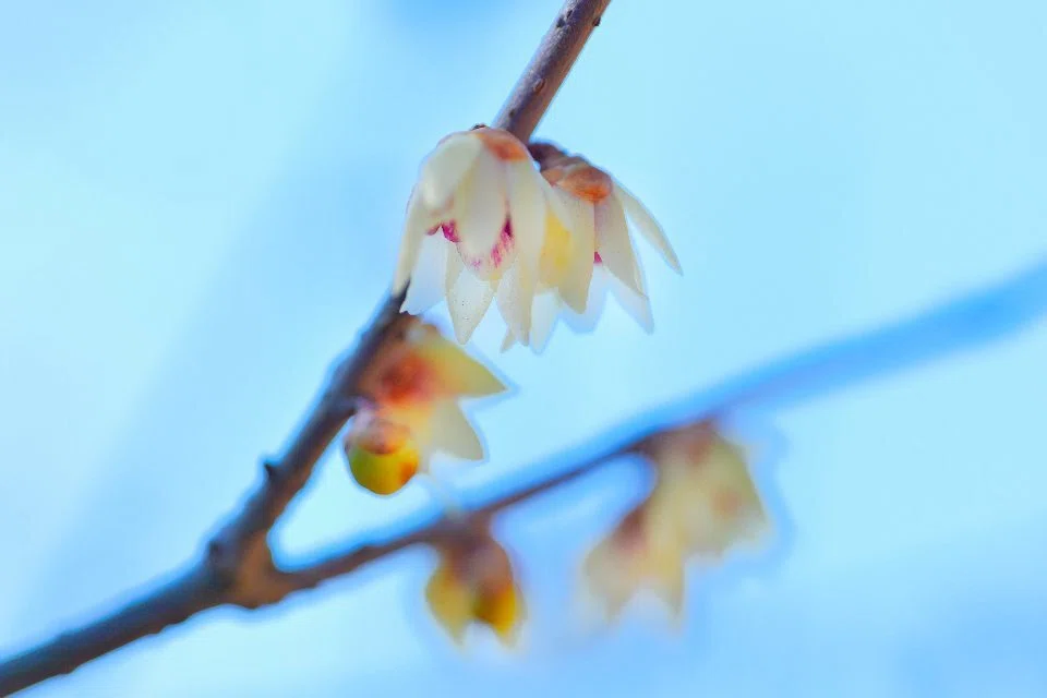 ロウバイ(蝋梅)の花、ひっそりと｜ted hym