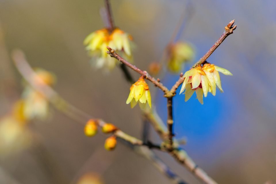 ロウバイ(蝋梅)の花、ひっそりと｜ted hym