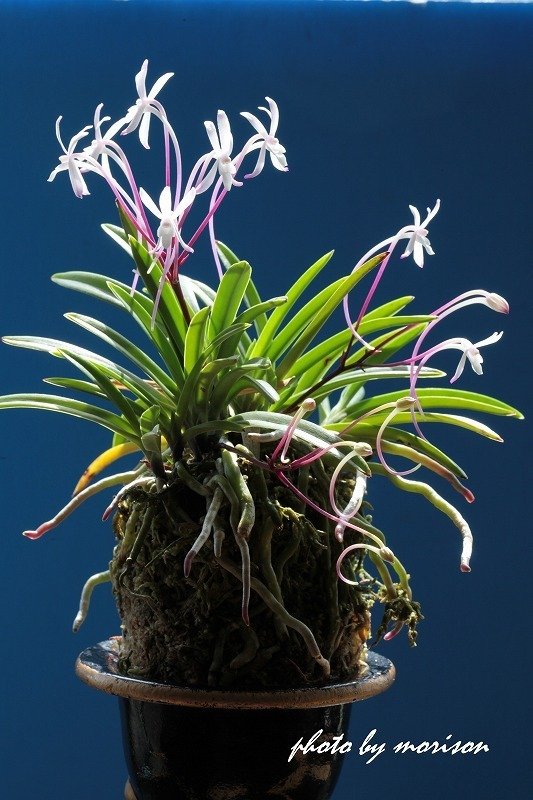 富貴蘭「紅嚇殿」の花(過去の画像倉庫から）｜KJ Morison