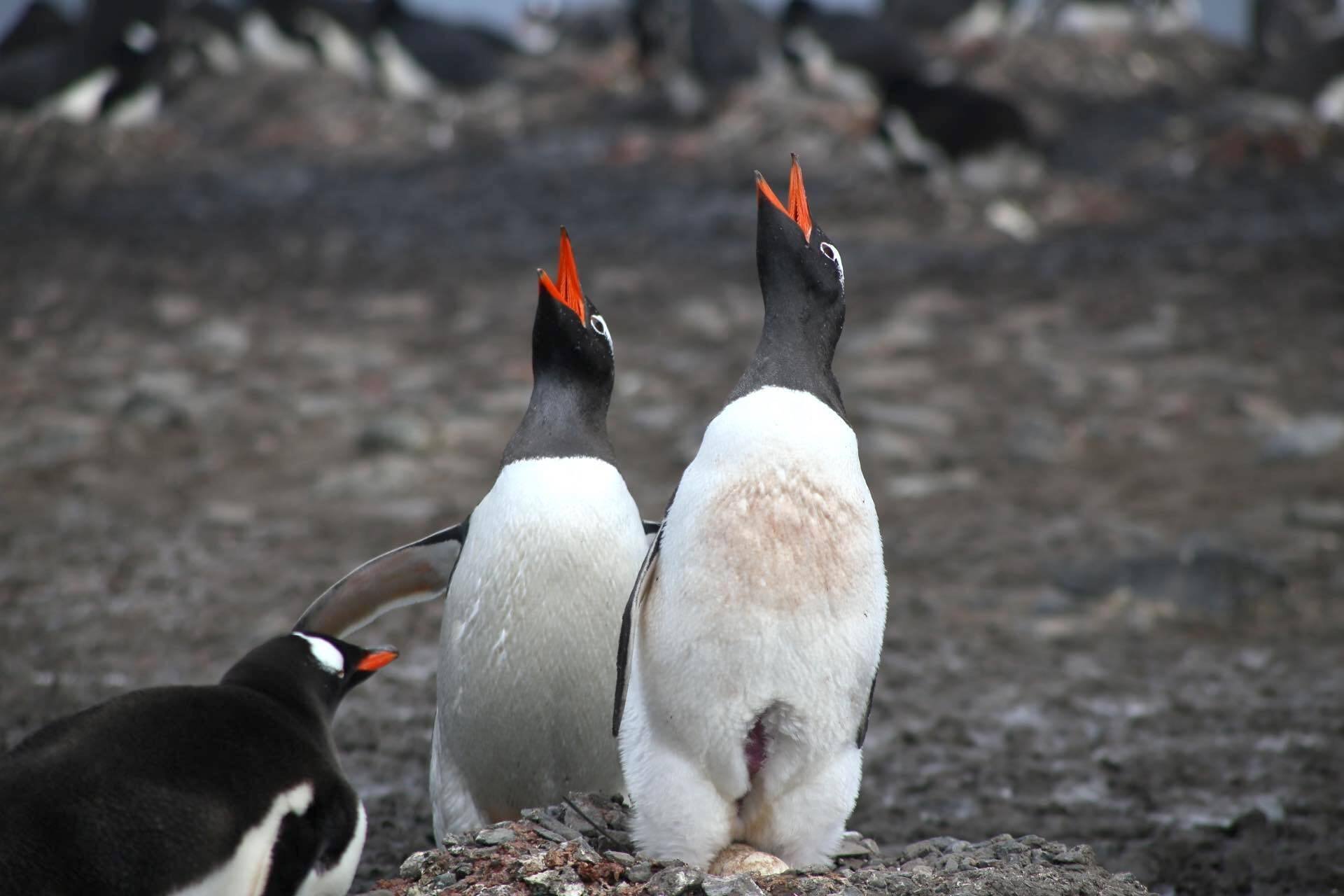 RTW南極探訪：南極編(写真:ペンギン達)｜SAK