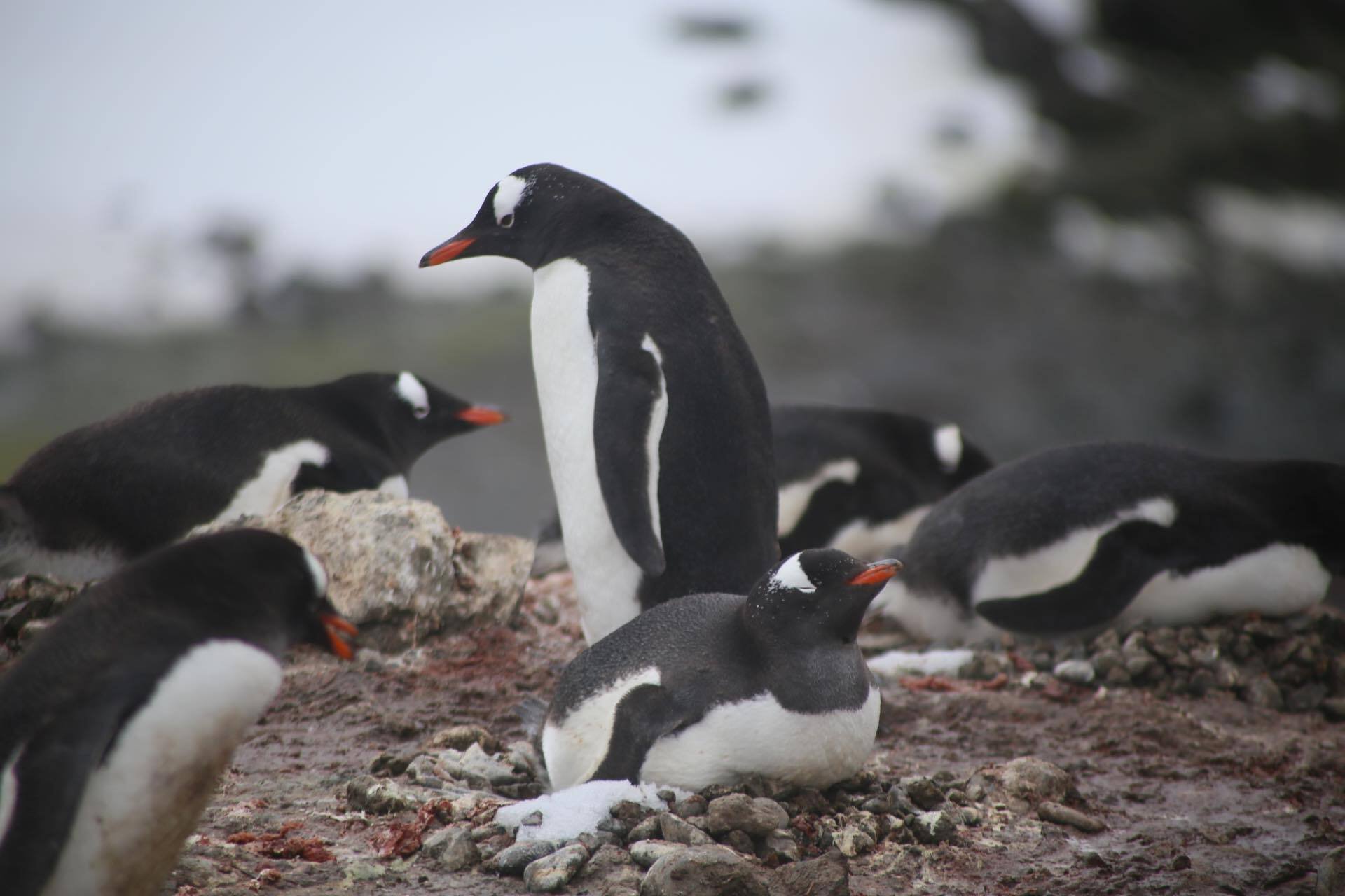 RTW南極探訪：南極編(写真:ペンギン達)｜SAK