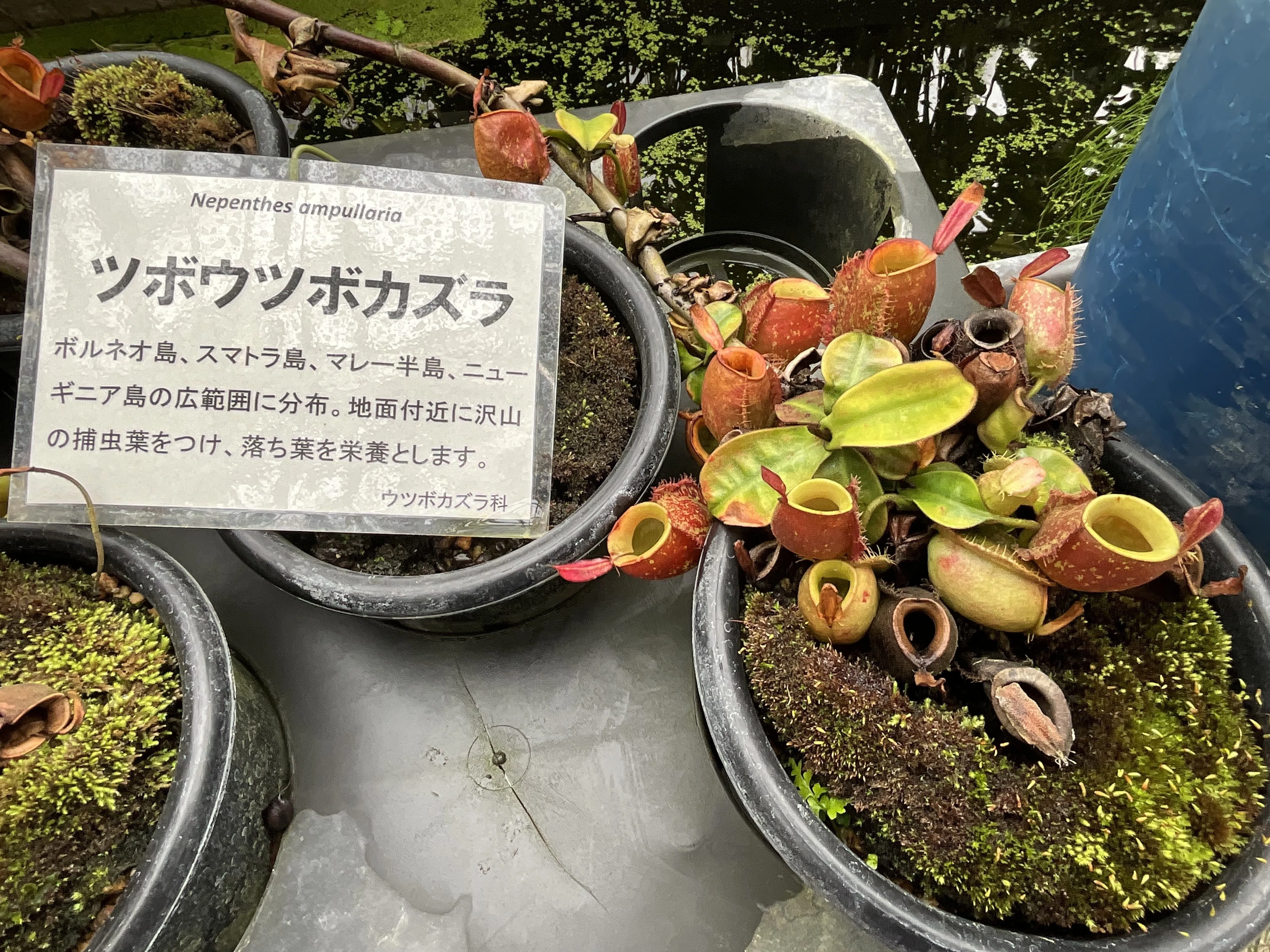 食虫植物の罠と進化――京都府立植物園ジャングル室の観察から：2026年2