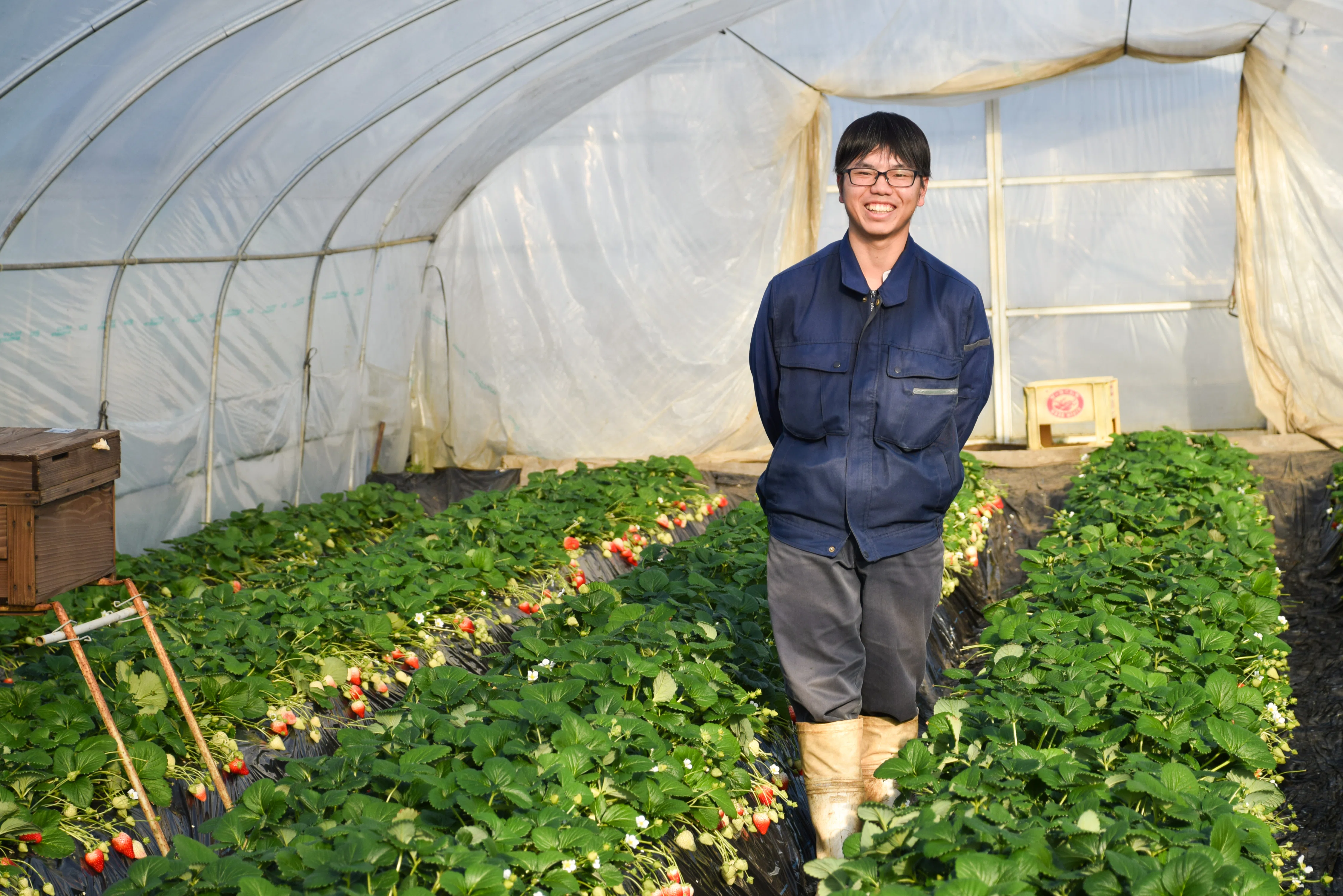栃木県のいちご生産の未来を担う26歳農家が語る「農業を感じる一歩は