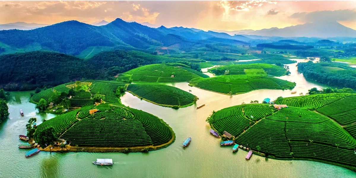 タインチュオン茶畑(お茶の島)|ベトナム・ゲアン省の観光スポット