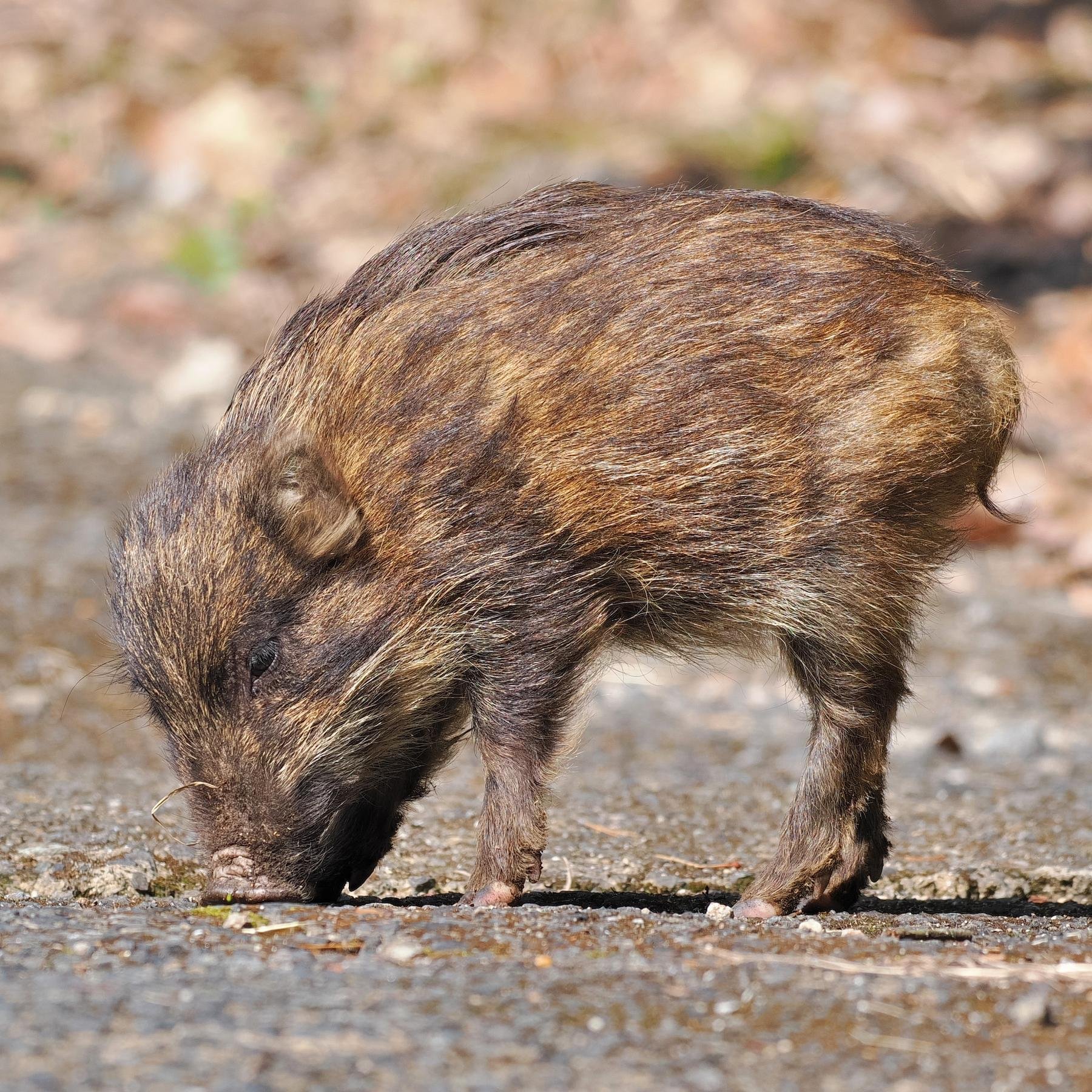 九州のウサギは「キュウシュウノウサギ」｜あぶらやま＊いきものブログ