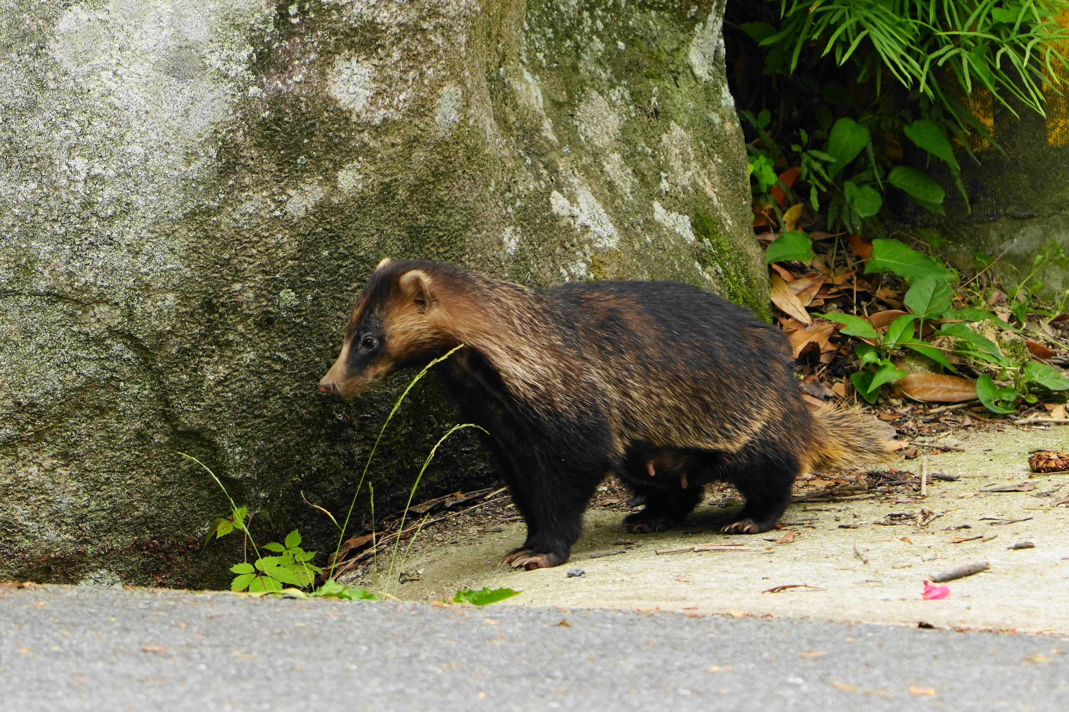 九州のウサギは「キュウシュウノウサギ」｜あぶらやま＊いきものブログ