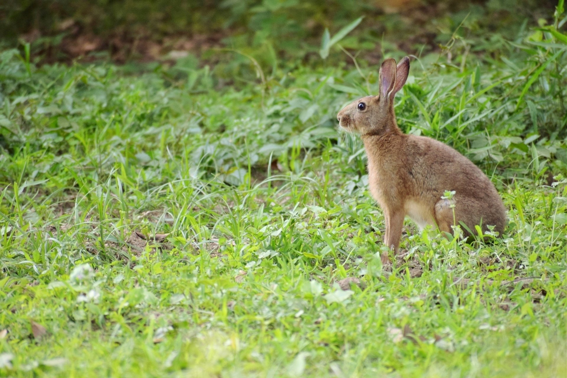 九州のウサギは「キュウシュウノウサギ」｜あぶらやま＊いきものブログ