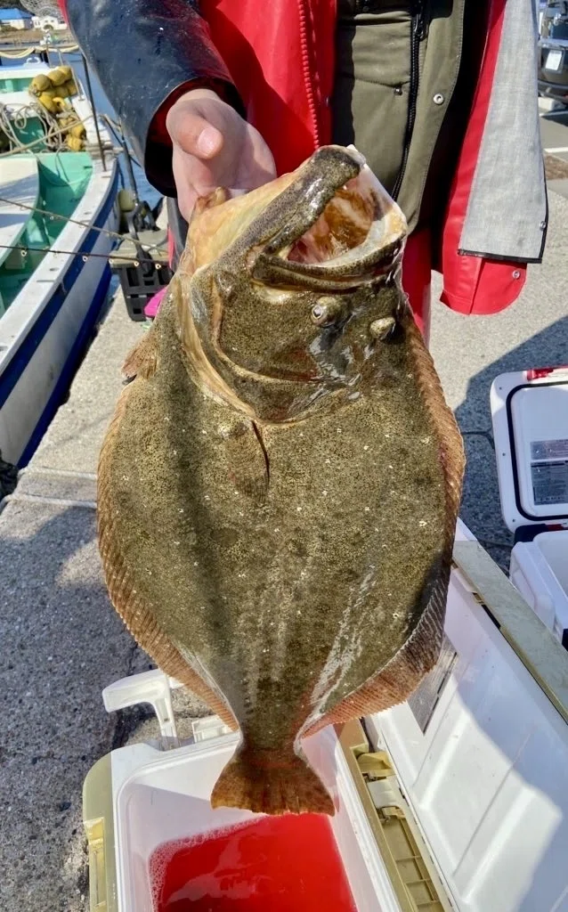 泳がせ】ヒラメ91.5cm-9kgのモンスター出現！2.5kg、1.6kgと絶好釣