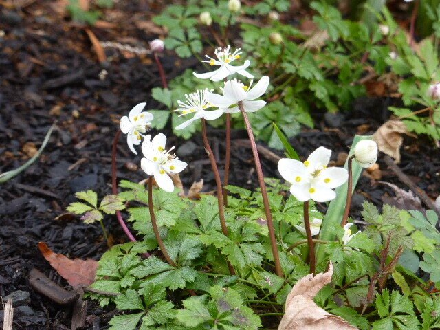 植物・花】 春の妖精 梅花おうれん｜高坂正澄