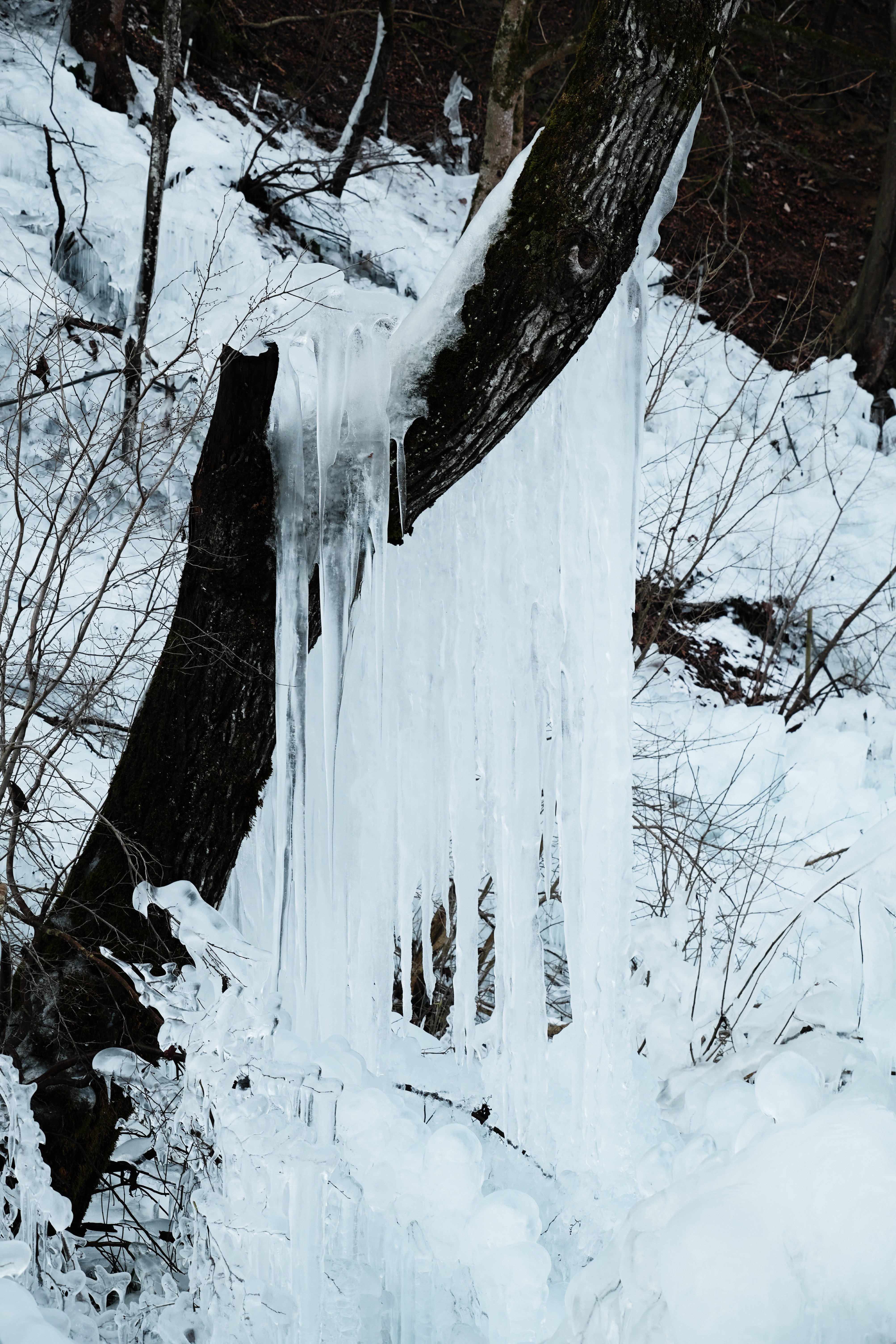 作例集】あしがくぼの氷柱を20–200mm F3.5–6.3 DG | Contemporaryと