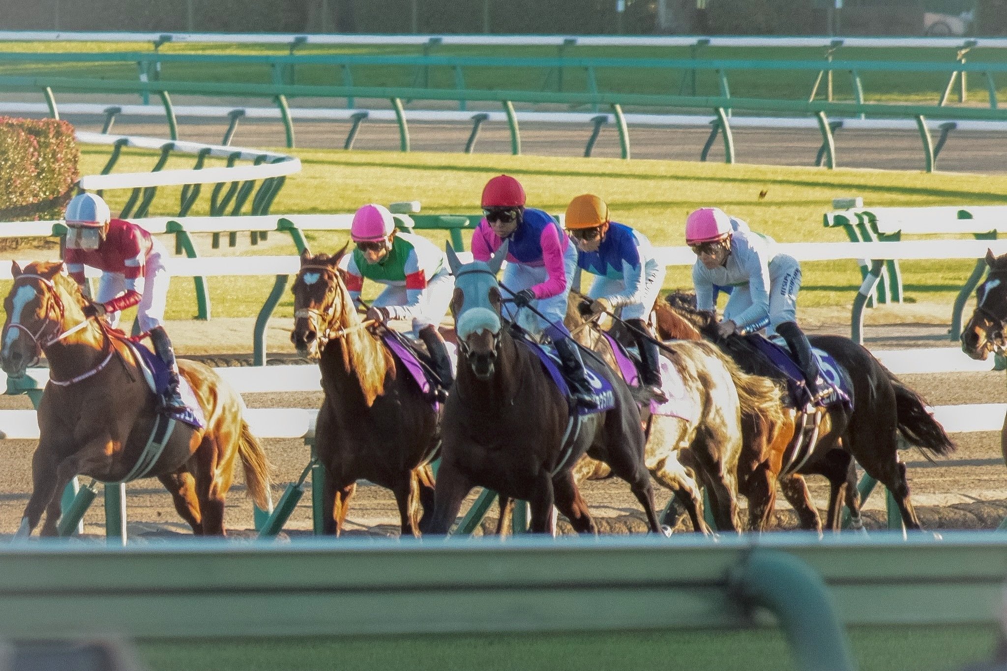 競馬写真集③（2025年12月後半）｜ななしの緑