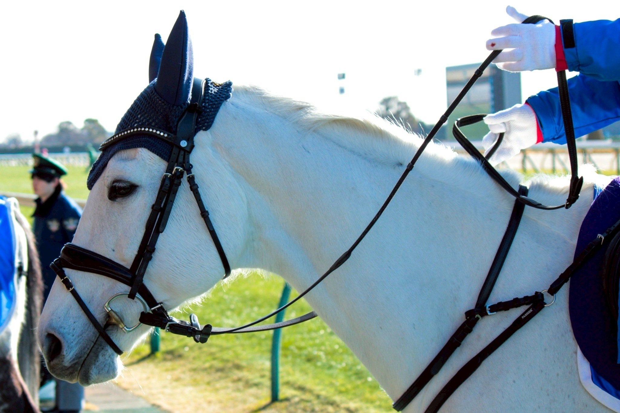 競馬写真集④（2026年1月〜2月）｜ななしの緑
