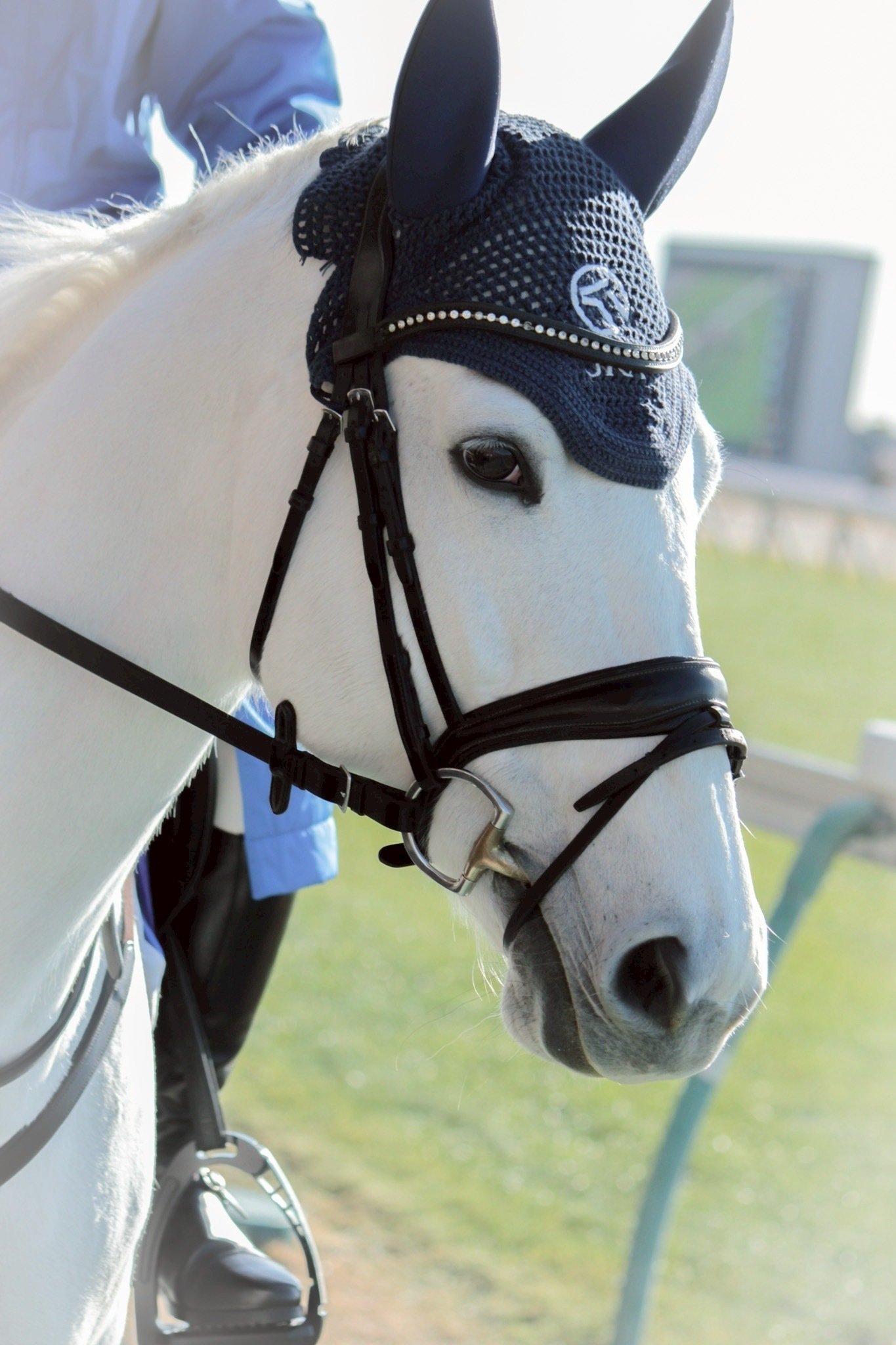 競馬写真集④（2026年1月〜2月）｜ななしの緑