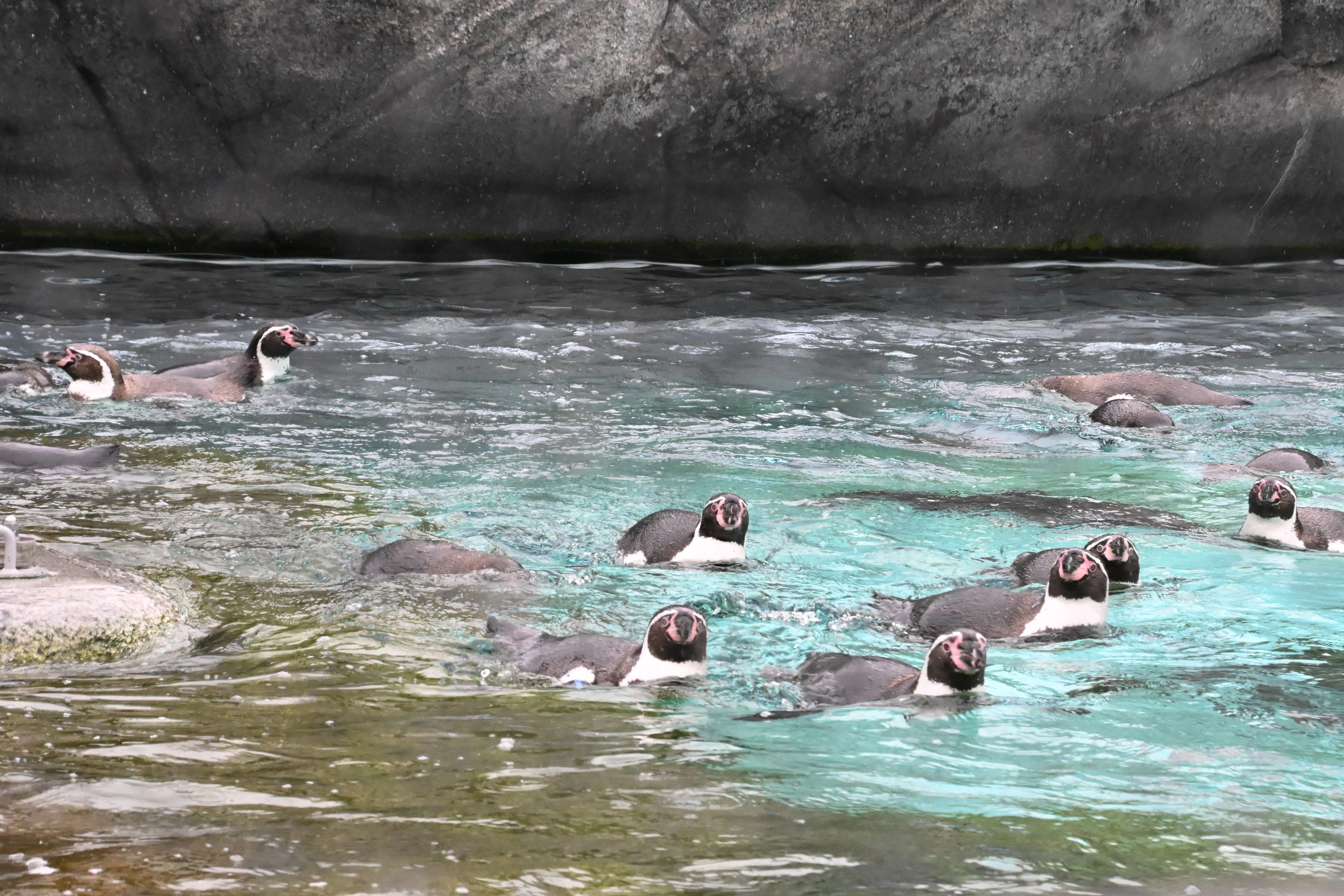 20260211_天王寺動物園【Nikon Z50IIと動物園】｜山ネズミ
