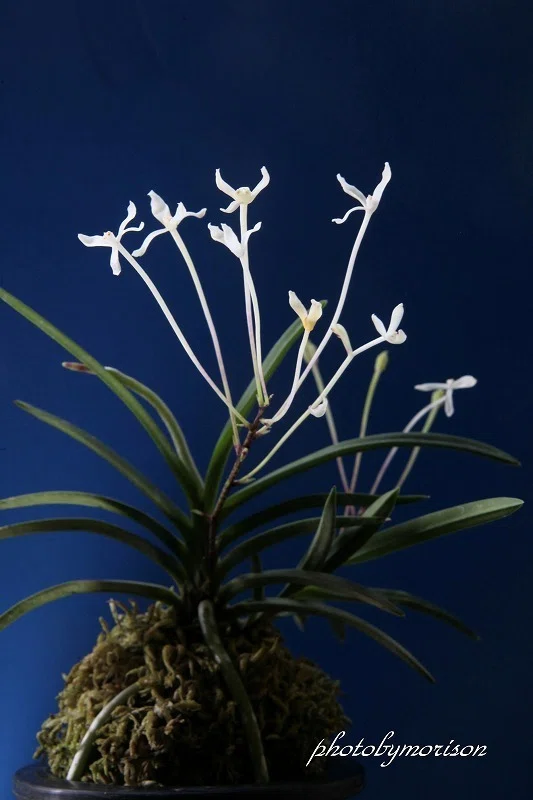 富貴蘭「高野の華」の花（過去の画像倉庫から）｜KJ Morison