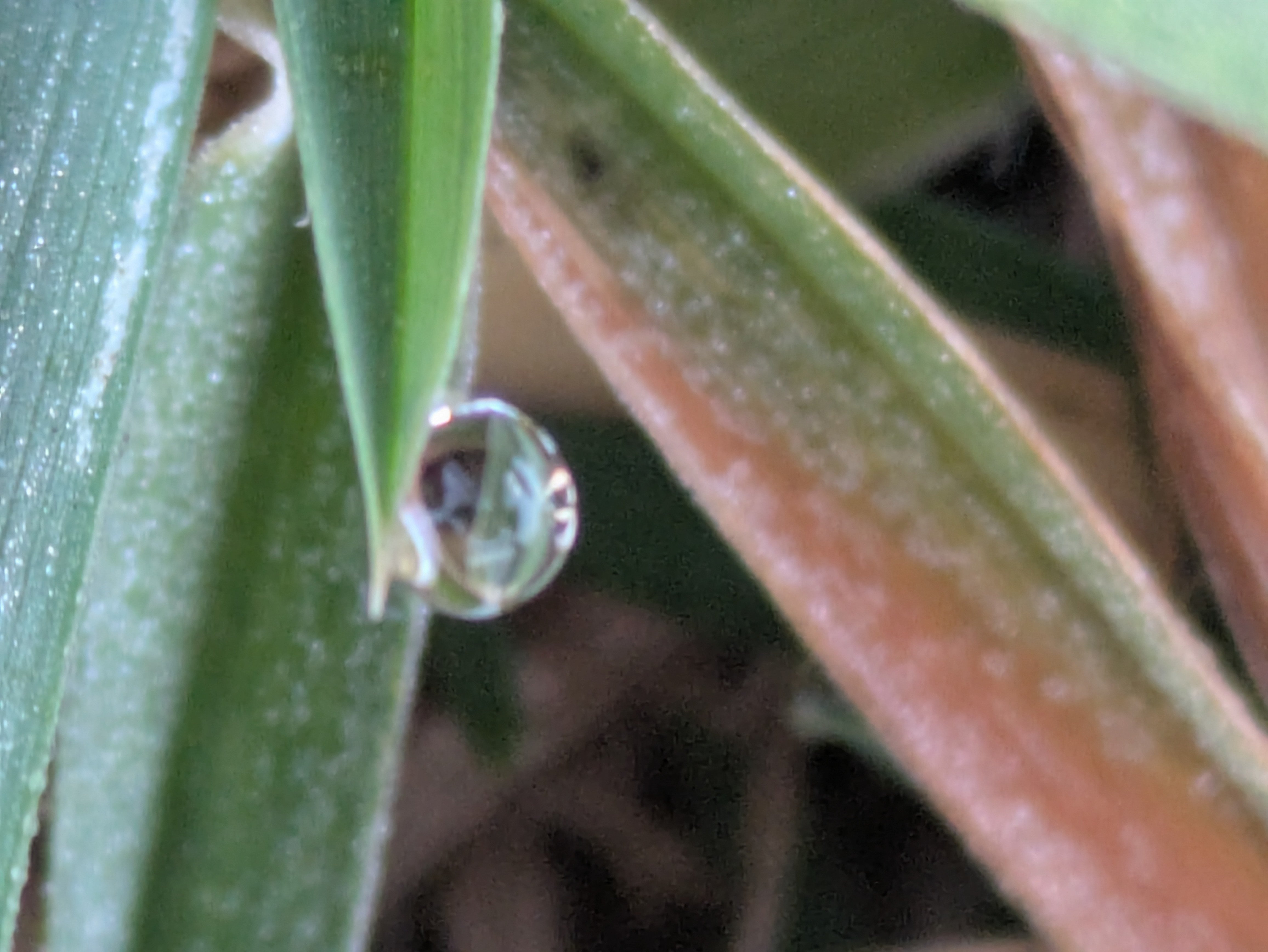 今朝の水滴④｜ichiro70