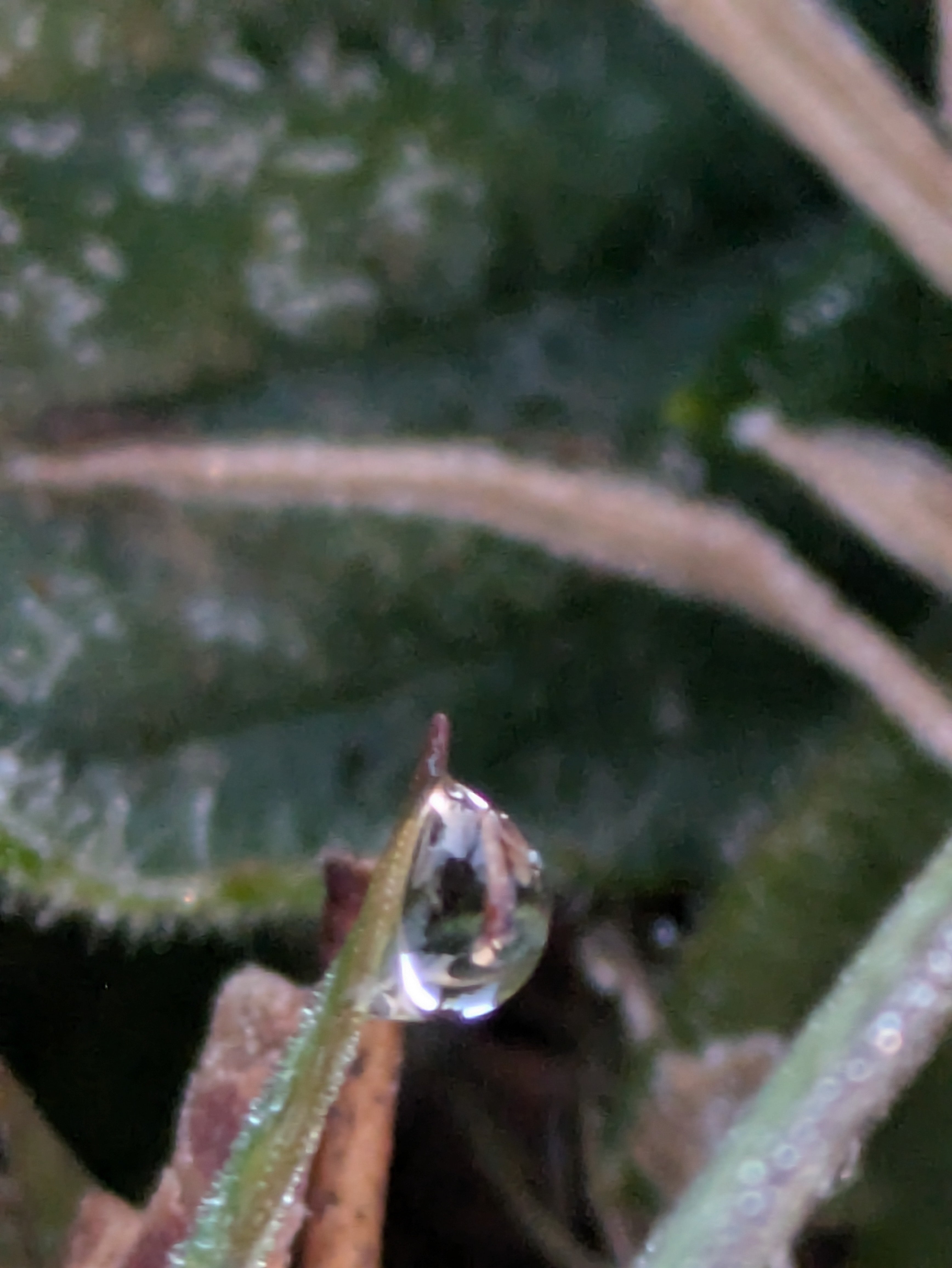 今朝の水滴④｜ichiro70