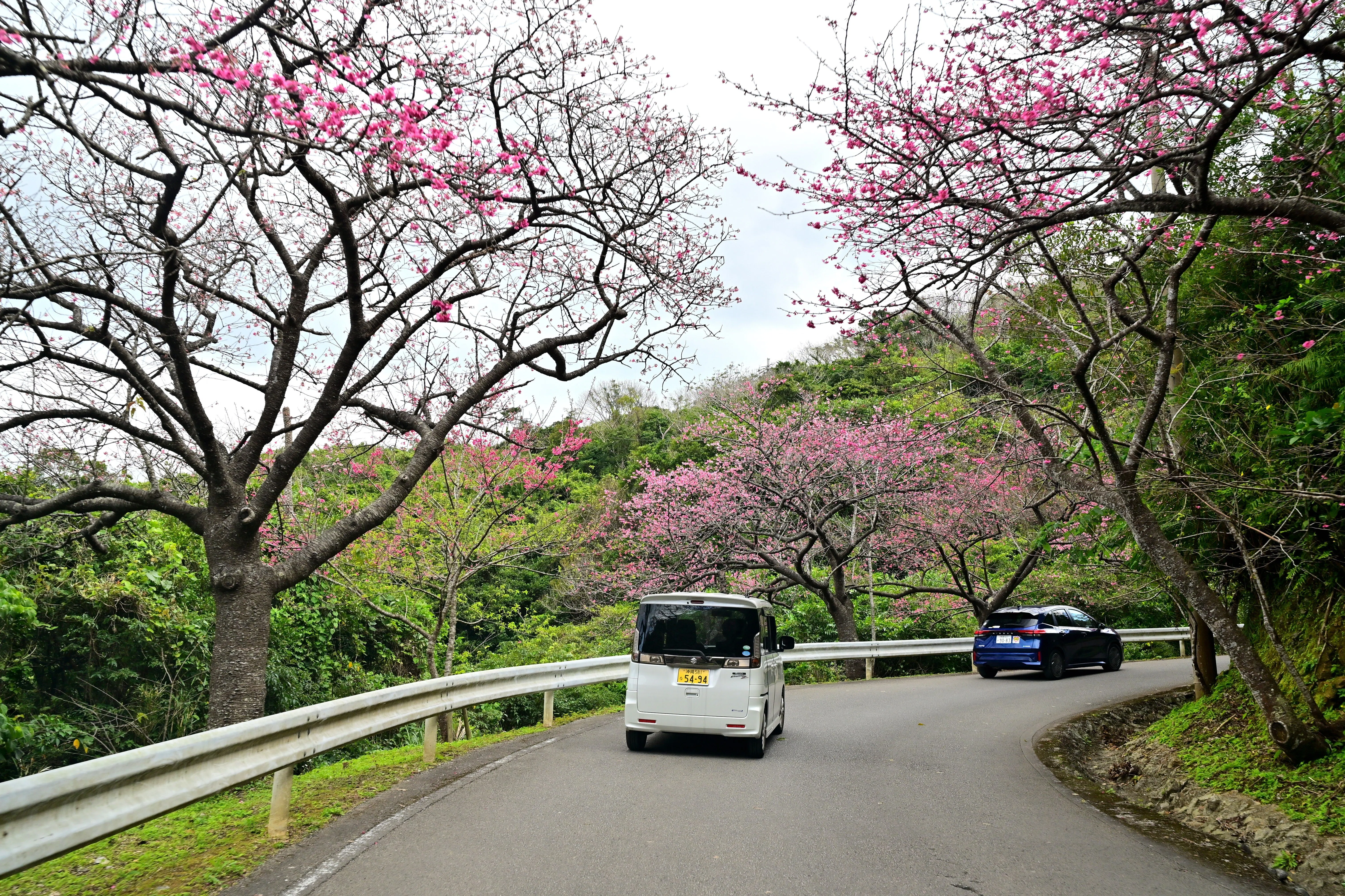 日本一早い桜まつり」の八重岳に寒緋桜を見に行く｜Heira.K
