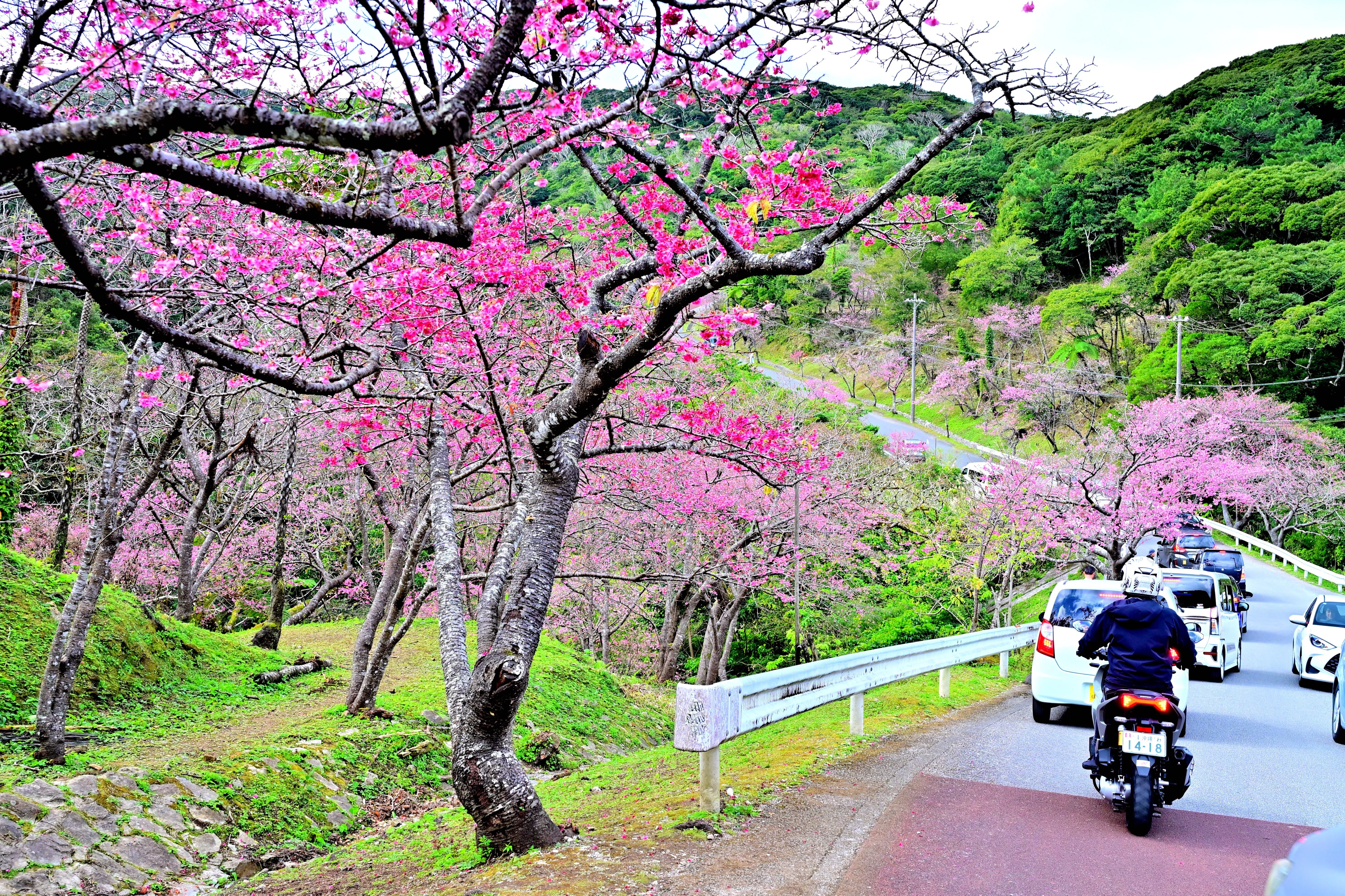 日本一早い桜まつり」の八重岳に寒緋桜を見に行く｜Heira.K