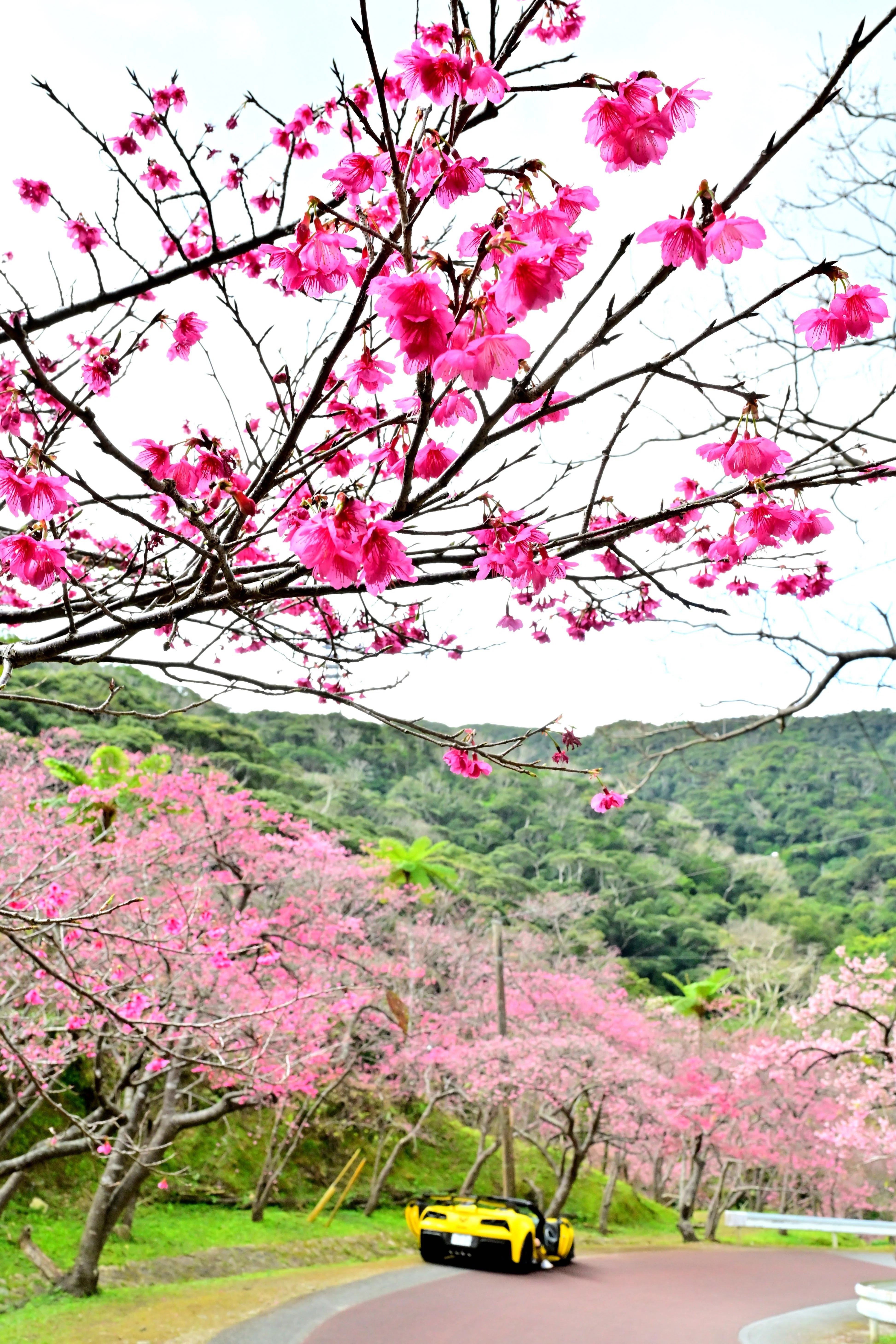 日本一早い桜まつり」の八重岳に寒緋桜を見に行く｜Heira.K