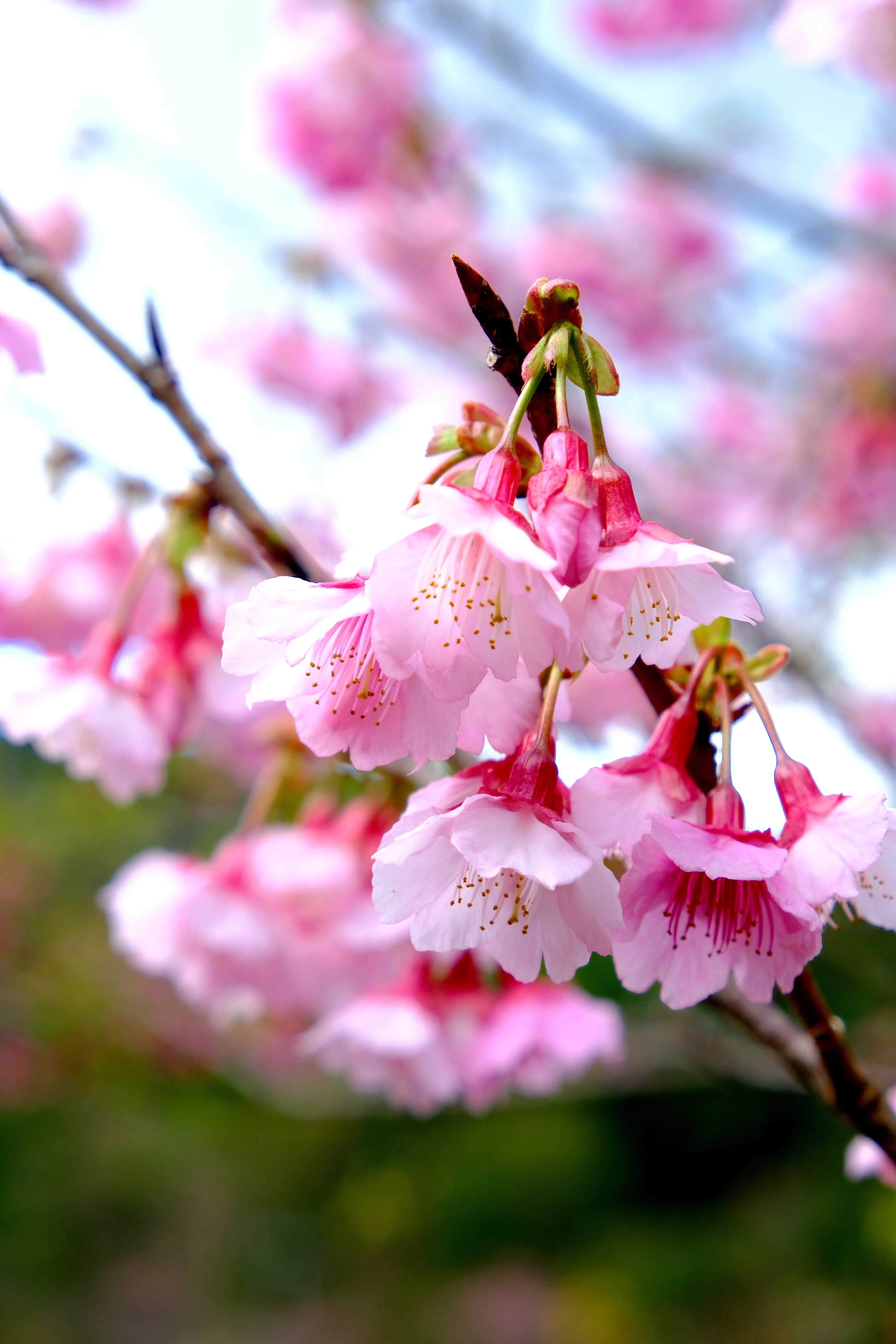 日本一早い桜まつり」の八重岳に寒緋桜を見に行く｜Heira.K