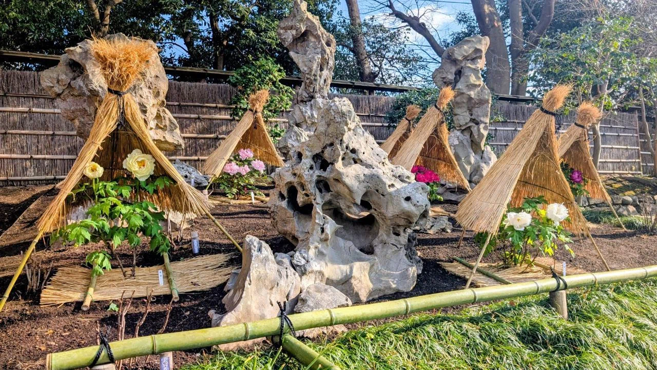 鎌倉｢鶴岡八幡宮の冬ぼたん 2026｣【四季折々の花、草木】〈名所編 その