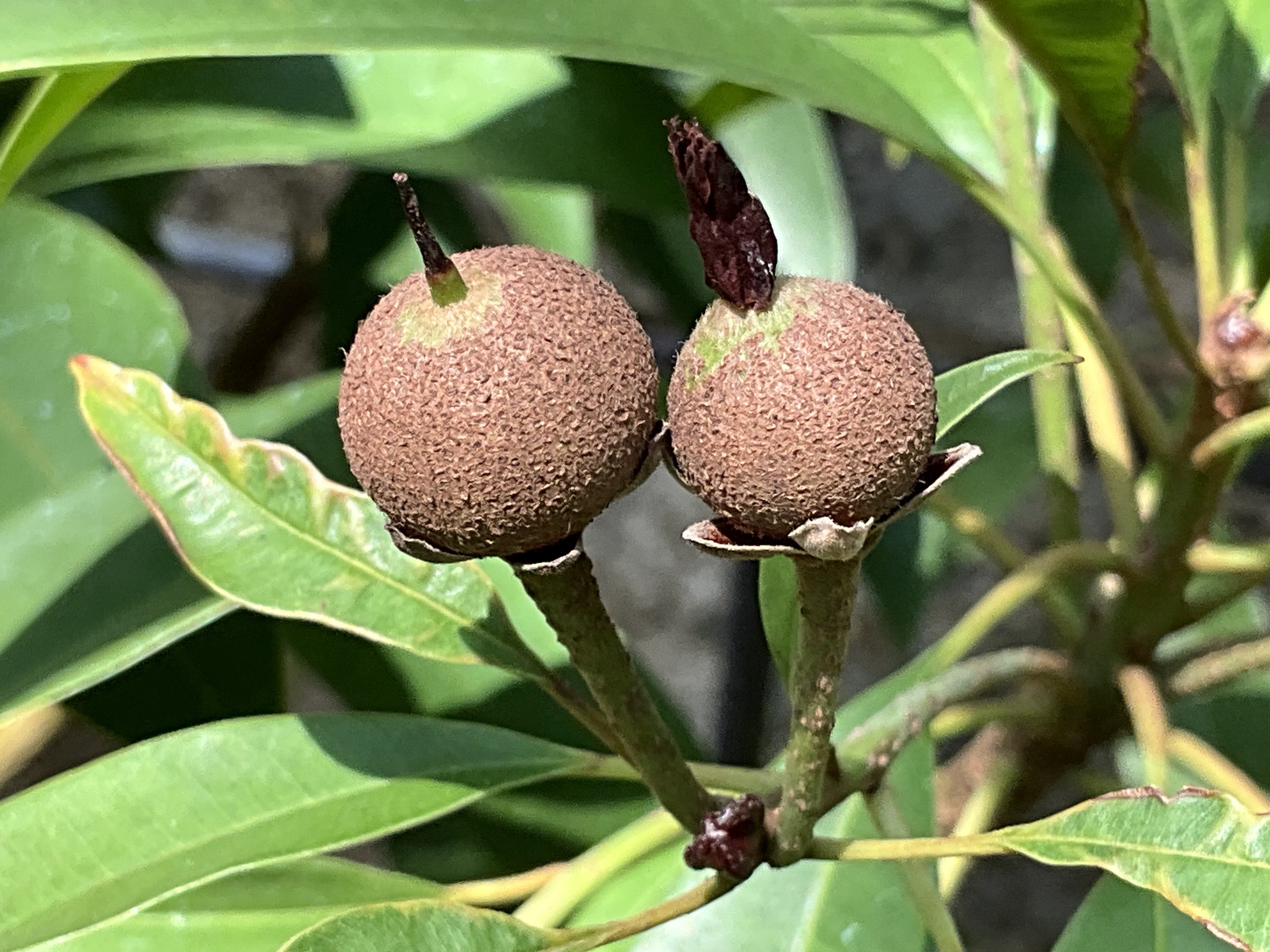 サポジラ チューインガムの木 チューインガムの木」サポジラ（京都府立植物園）：2026年2月19日（木