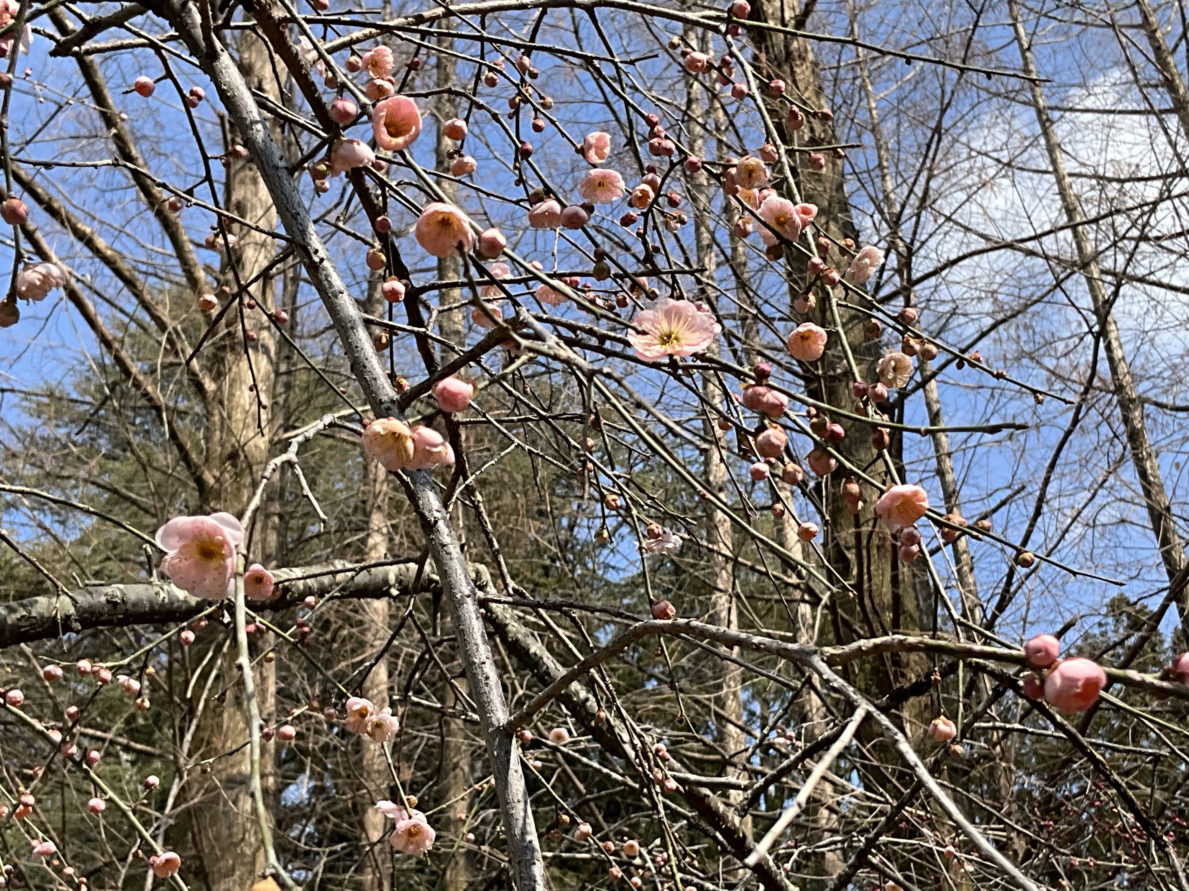京都府立植物園からの梅たよりーー香篆と藤牡丹枝垂が描く季節の移ろい