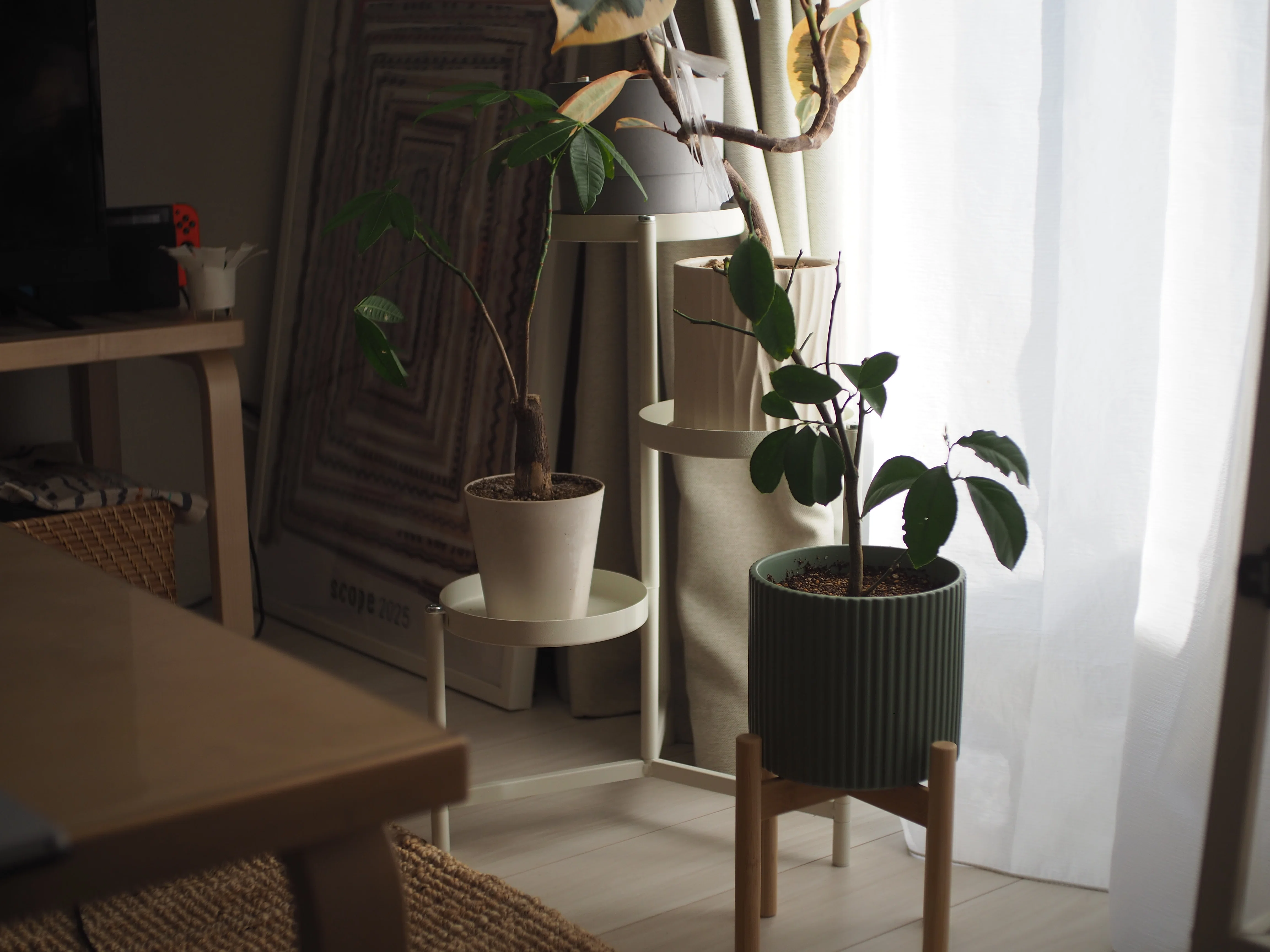 IKEAのOLIVBLADとDAKSJUSで、窓際の植物スペースをスッキリ整える。｜atete