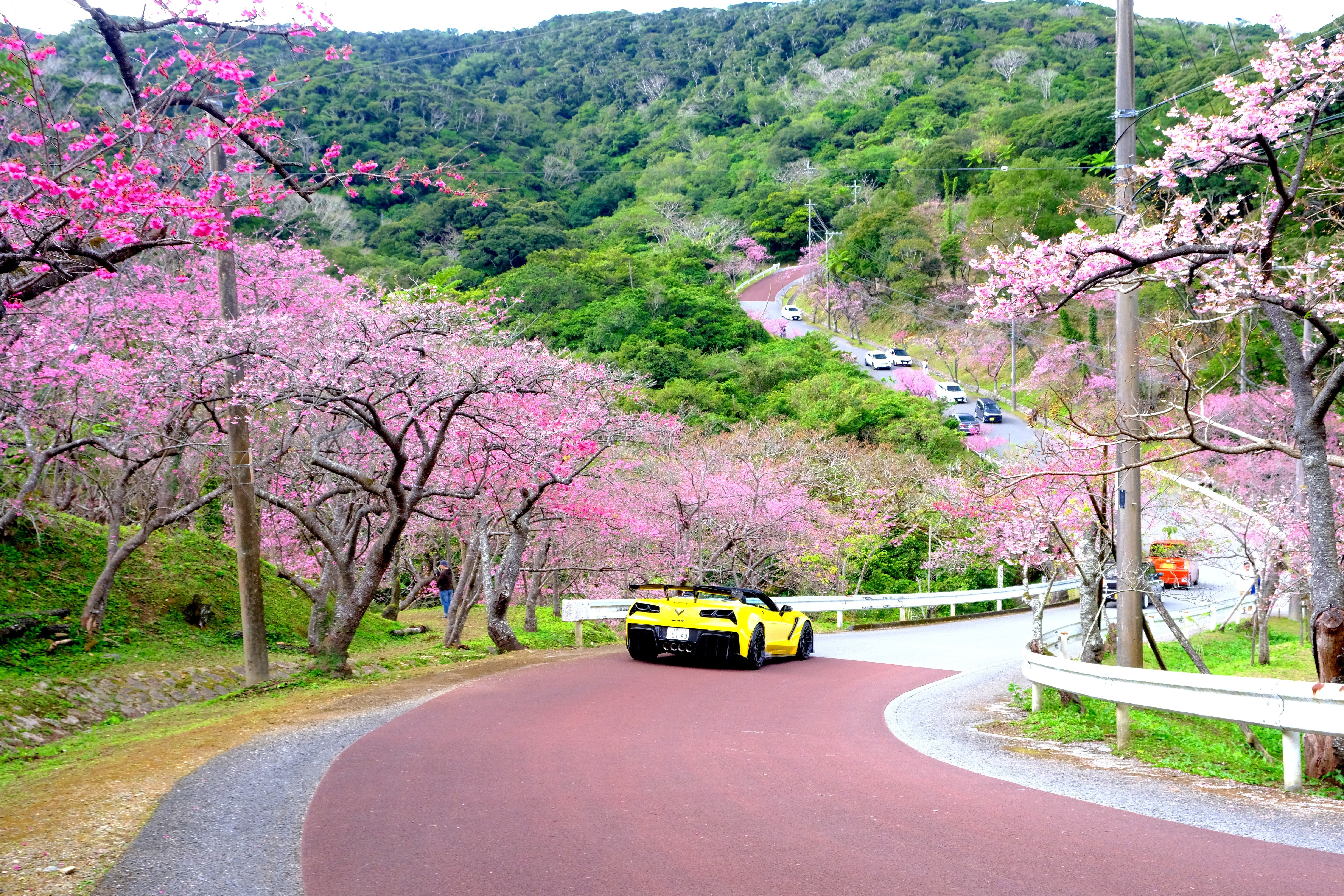 日本一早い桜まつり」の八重岳に寒緋桜を見に行く｜Heira.K